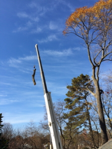 tree removal, tree removal service, tree service removal