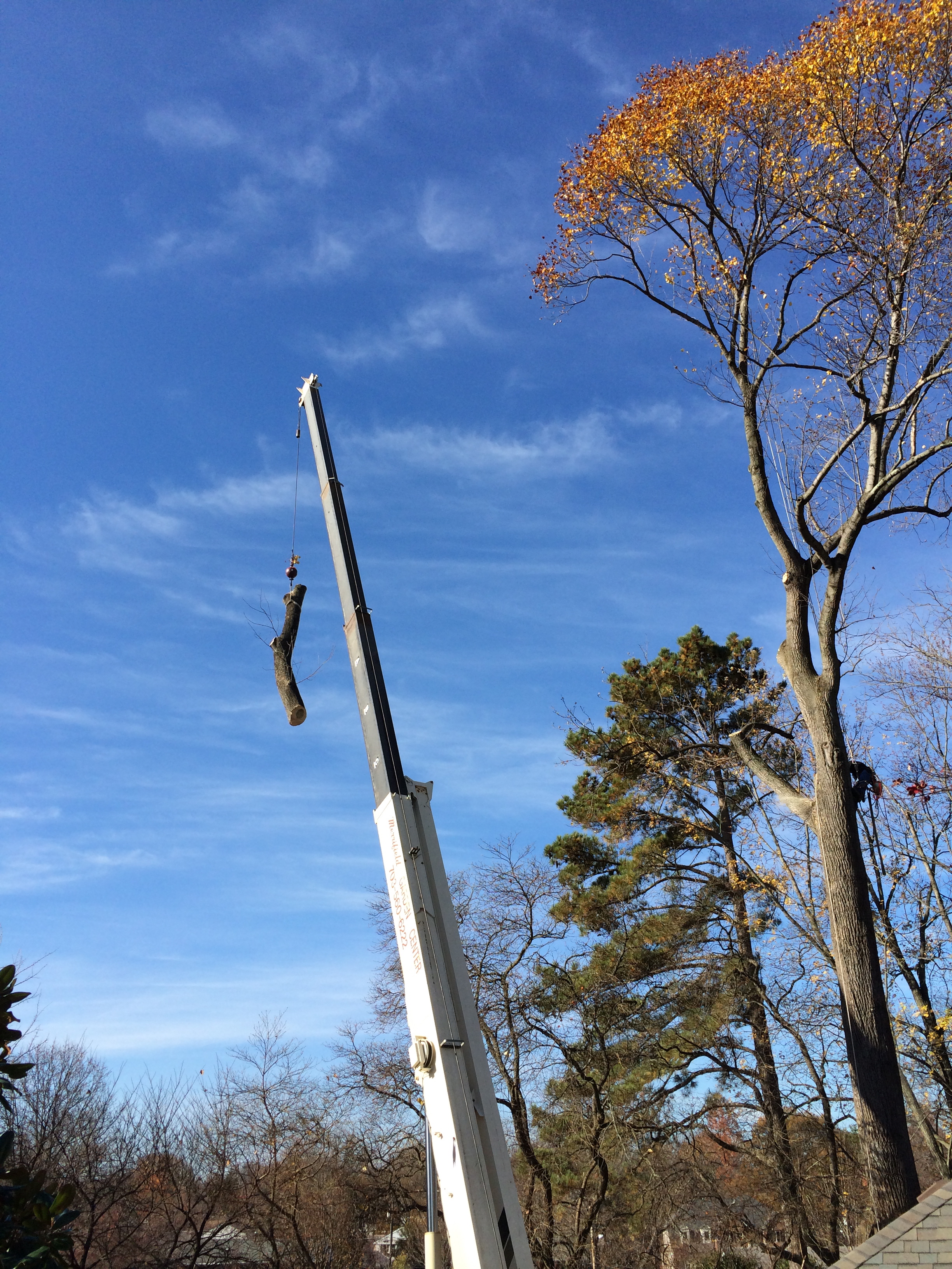 tree removal, tree removal service, tree service removal