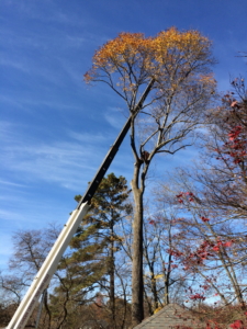 tree removal, tree removal service, tree service removal