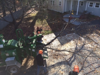 tree removal, tree removal service, tree service removal