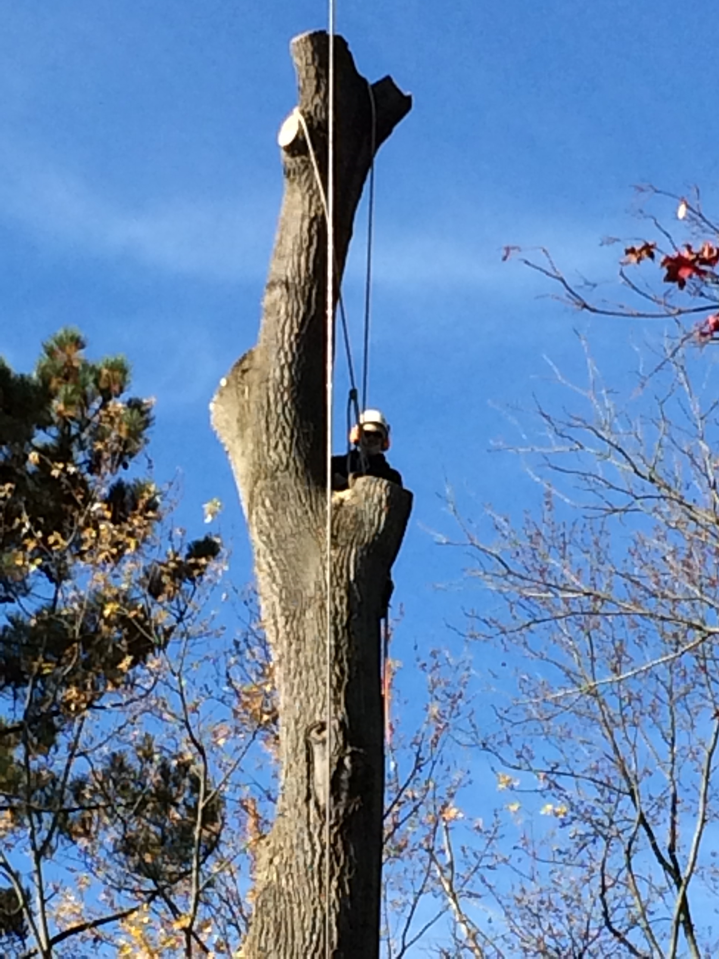 tree removal, tree removal service, tree service removal