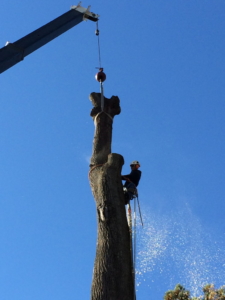 tree removal, tree removal service, tree service removal