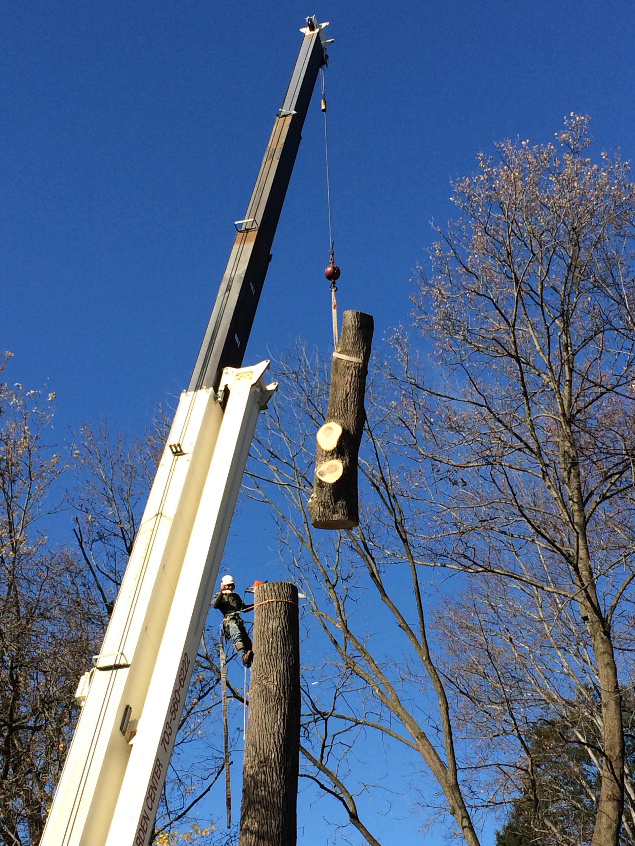 tree removal, tree removal service, tree service removal