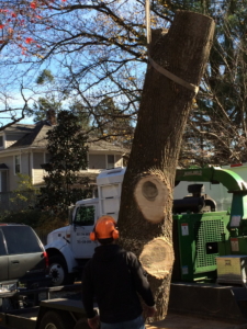 tree removal, tree removal service, tree service removal