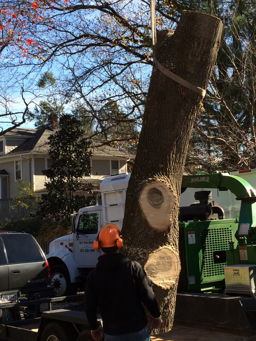 Safe Tree Removal