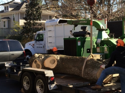 tree removal, tree removal service, tree service removal