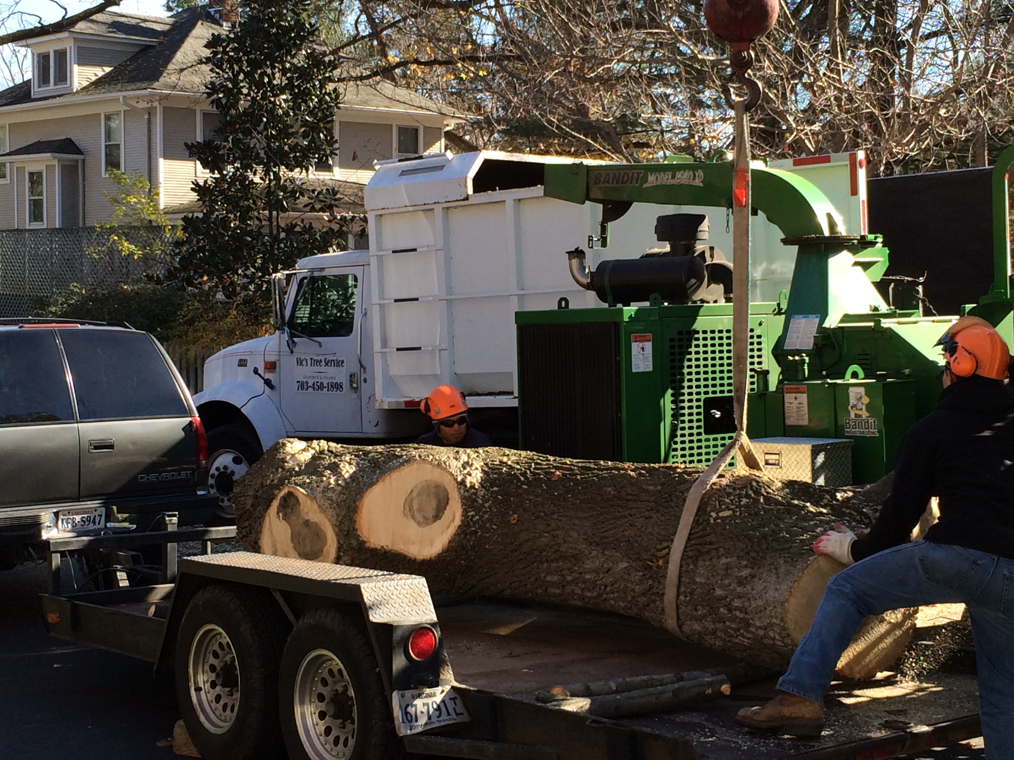 Vic's Tree Service Removing Large Tree