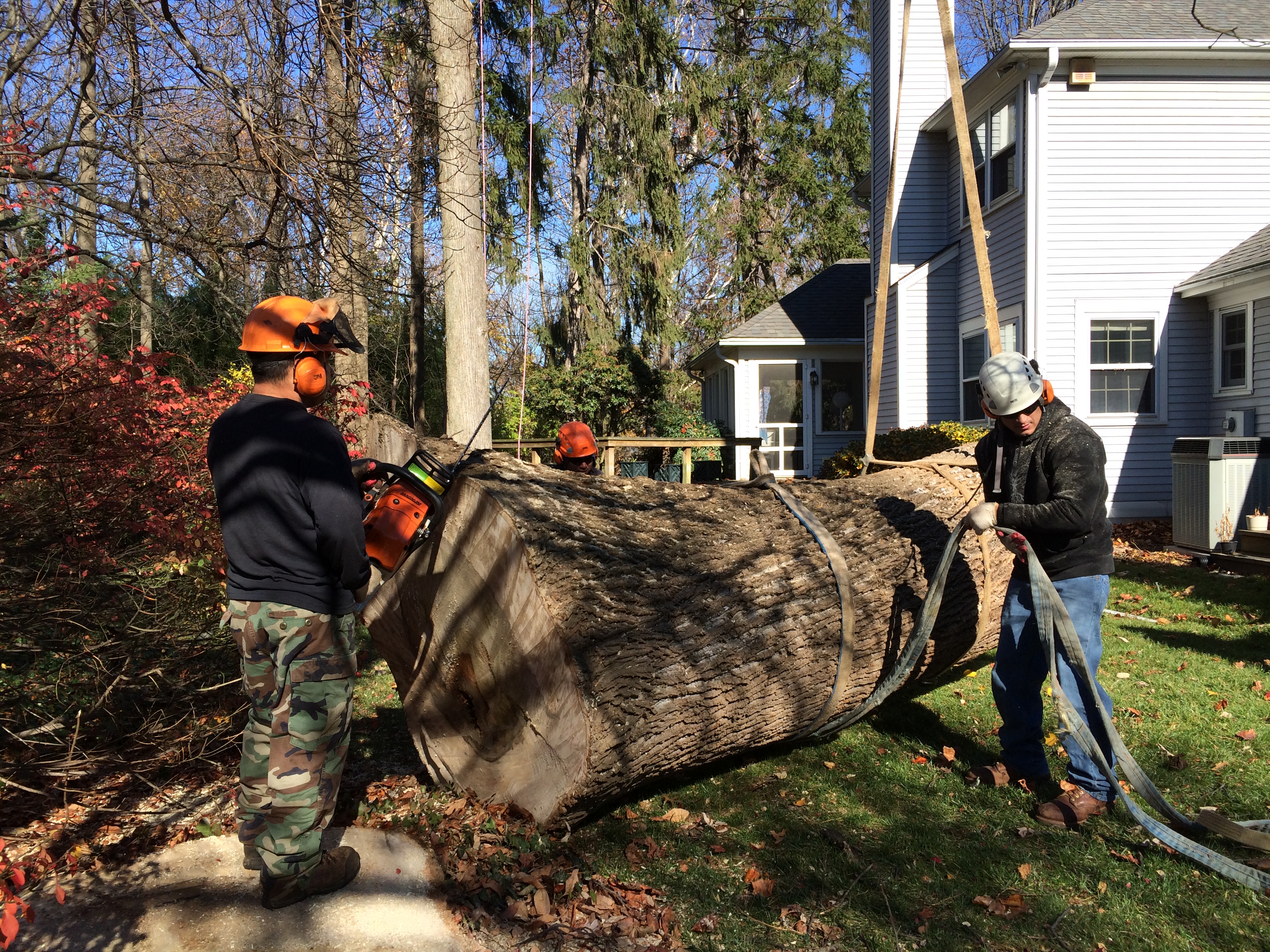 tree removal, tree removal service, tree service removal