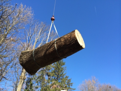 tree removal, tree removal service, tree service removal