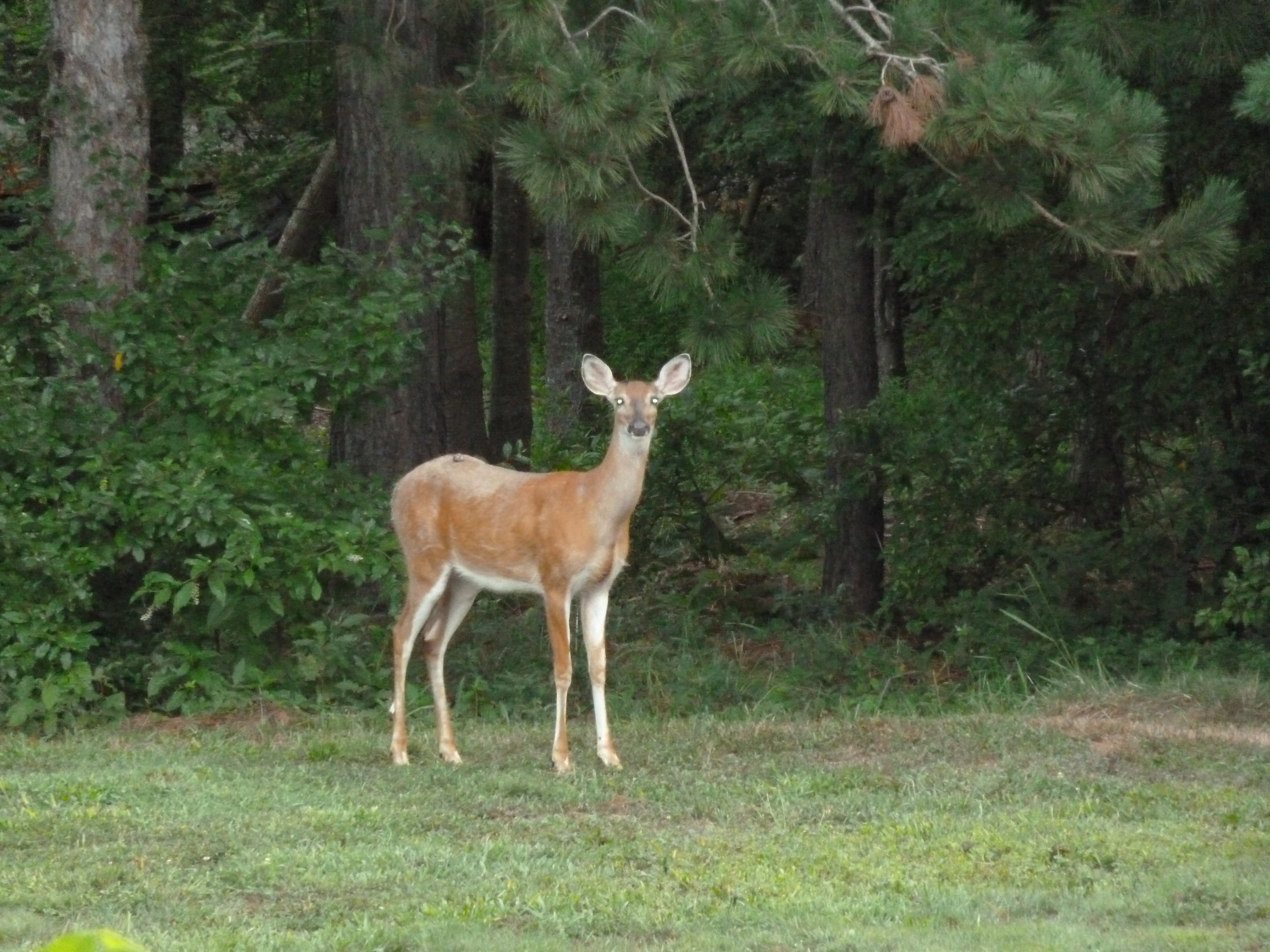 Deer in the forest.