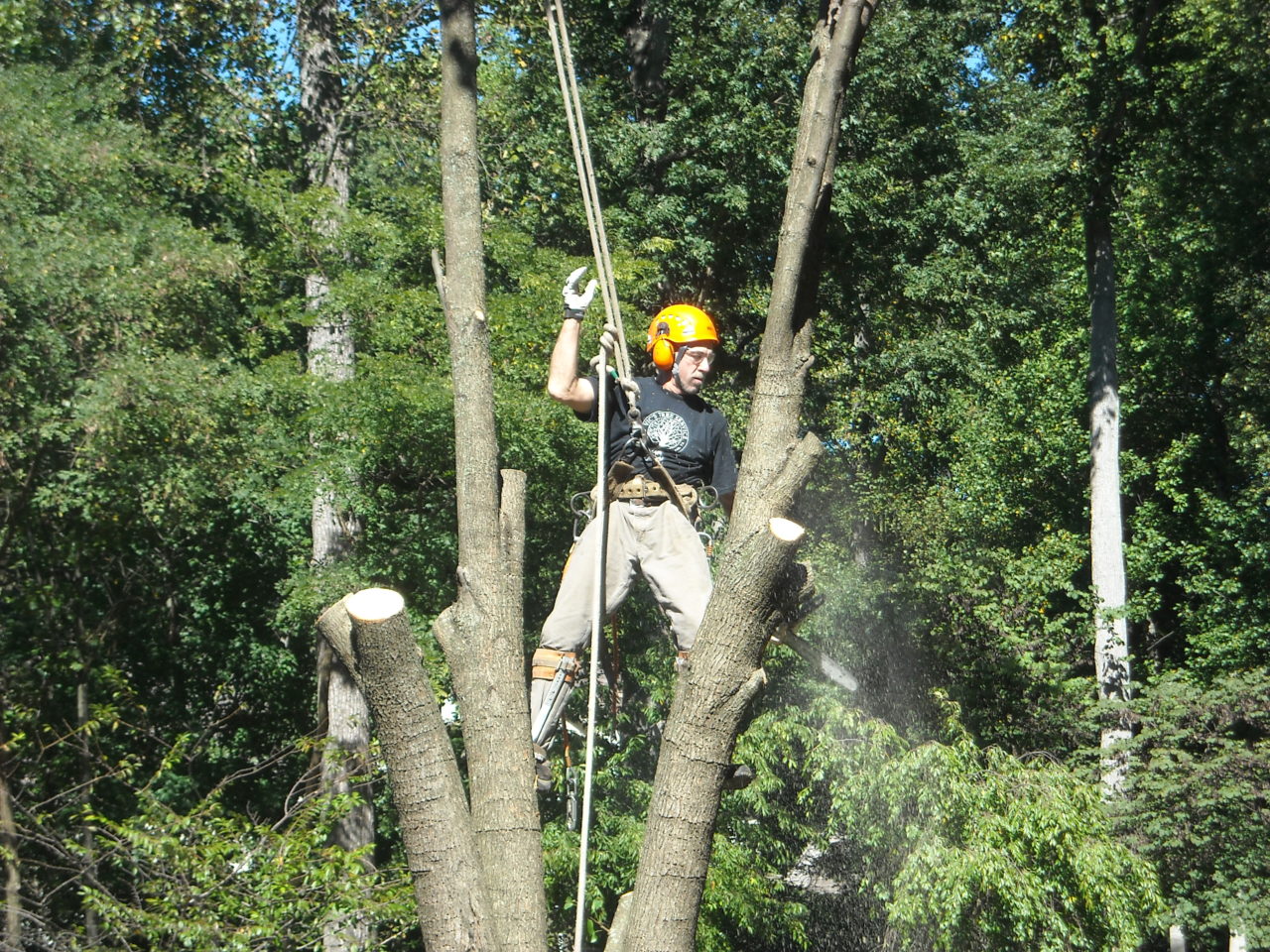 Safe tree removal