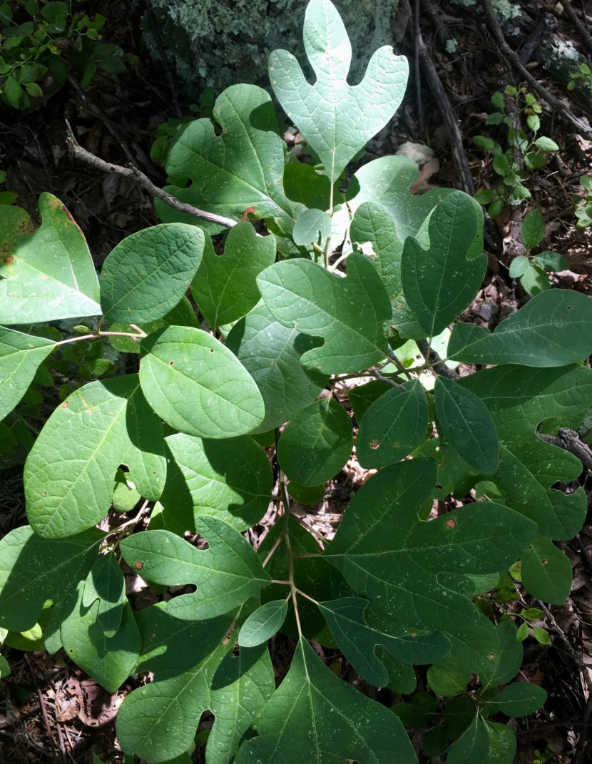 Sassafras tree leaves