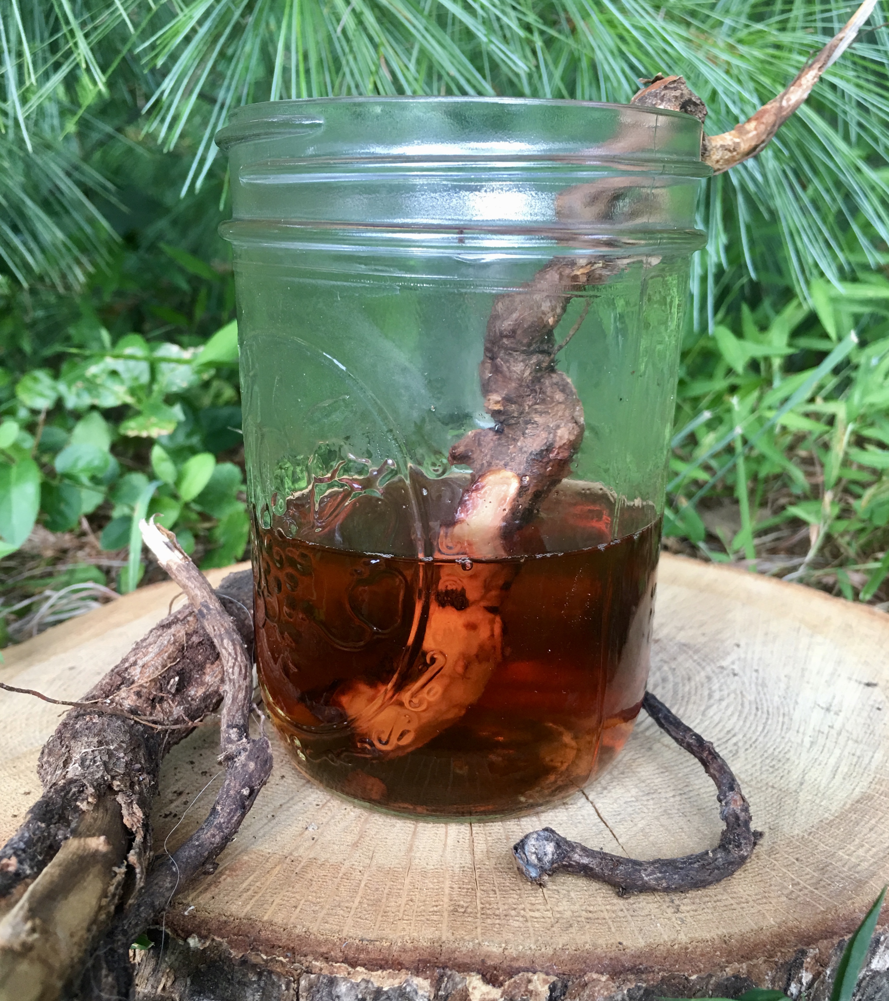 Homemade Sassafras tea.