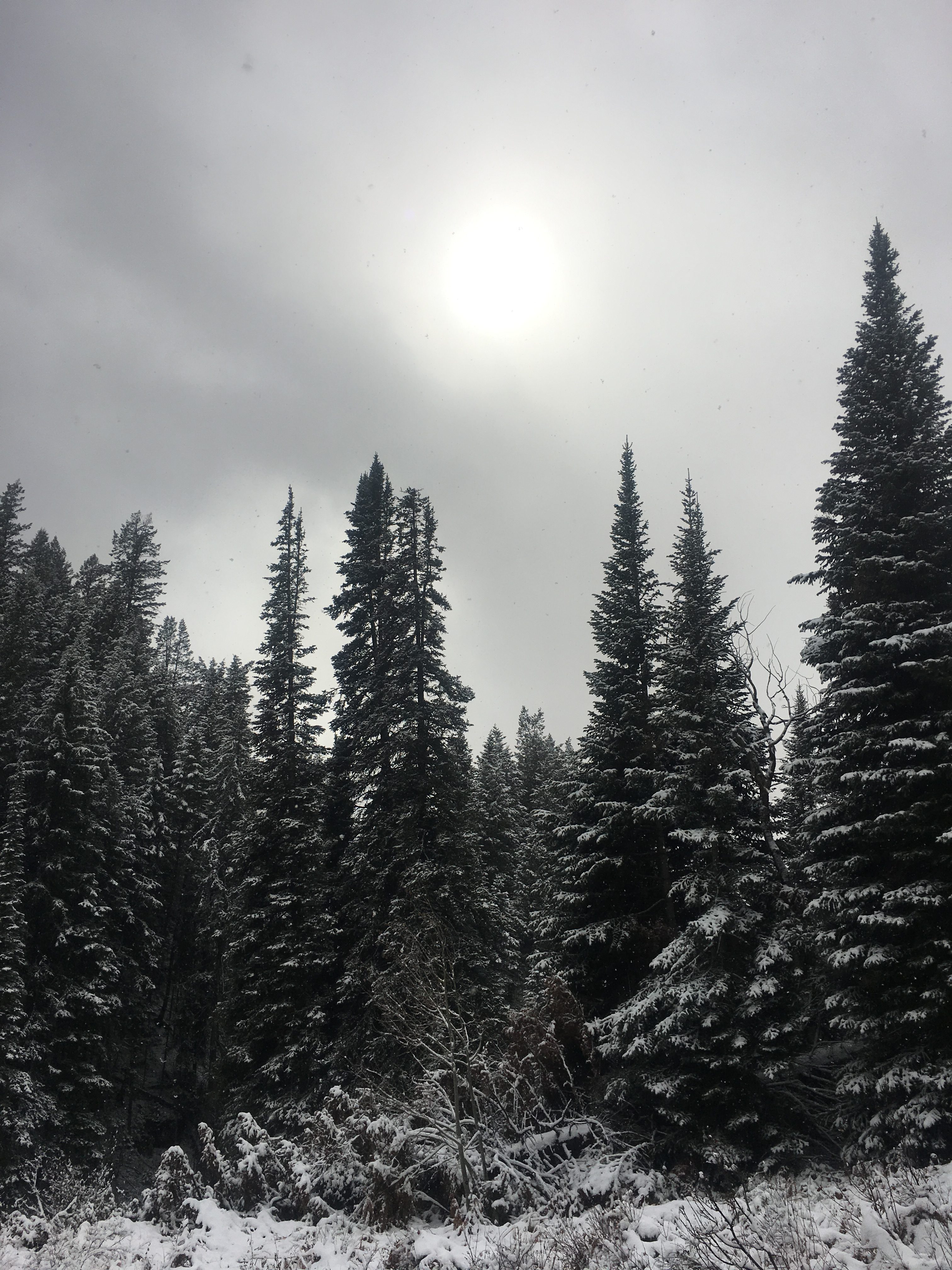 Mad Creek Trail CO