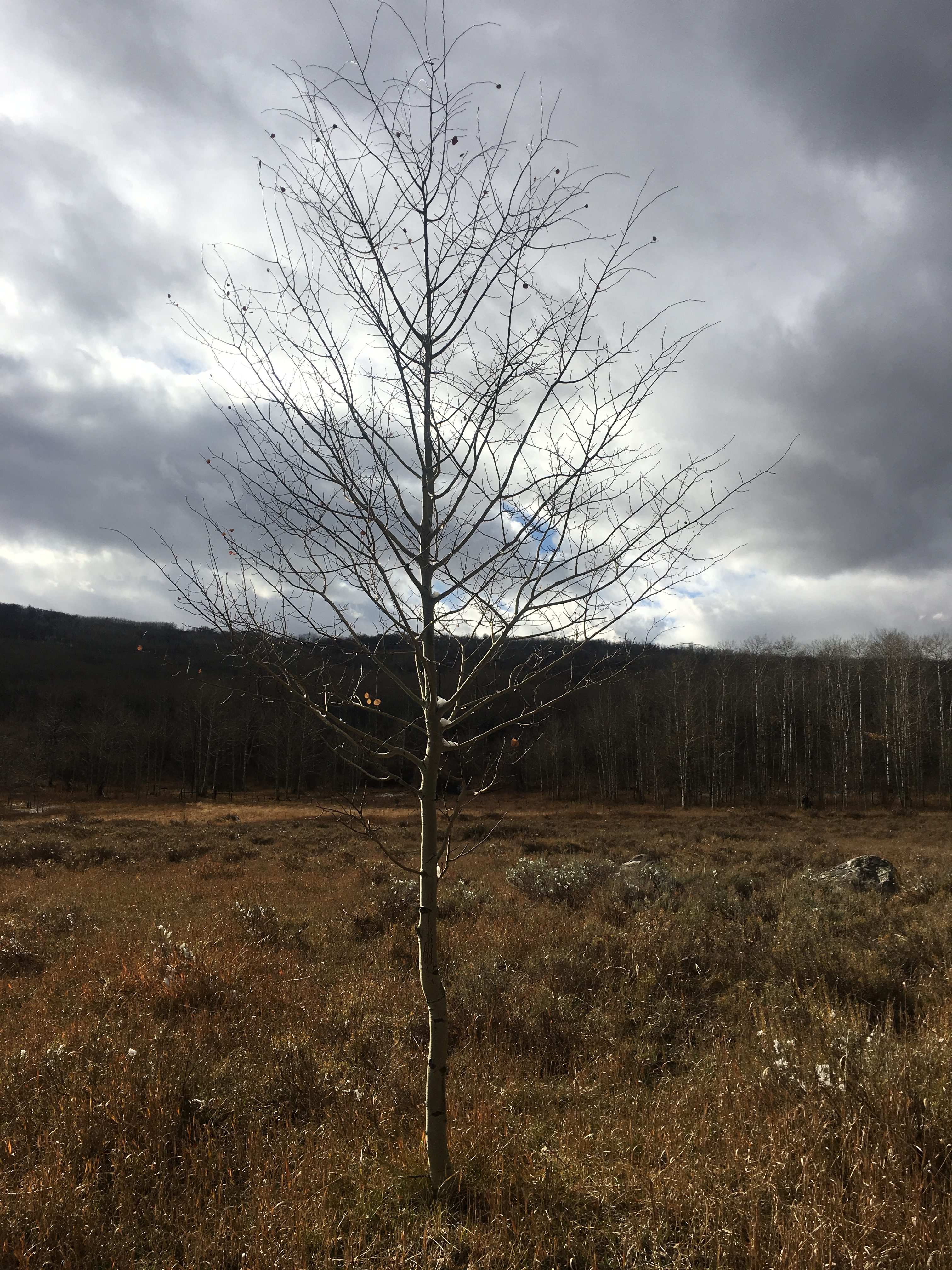 Small tree with ice.