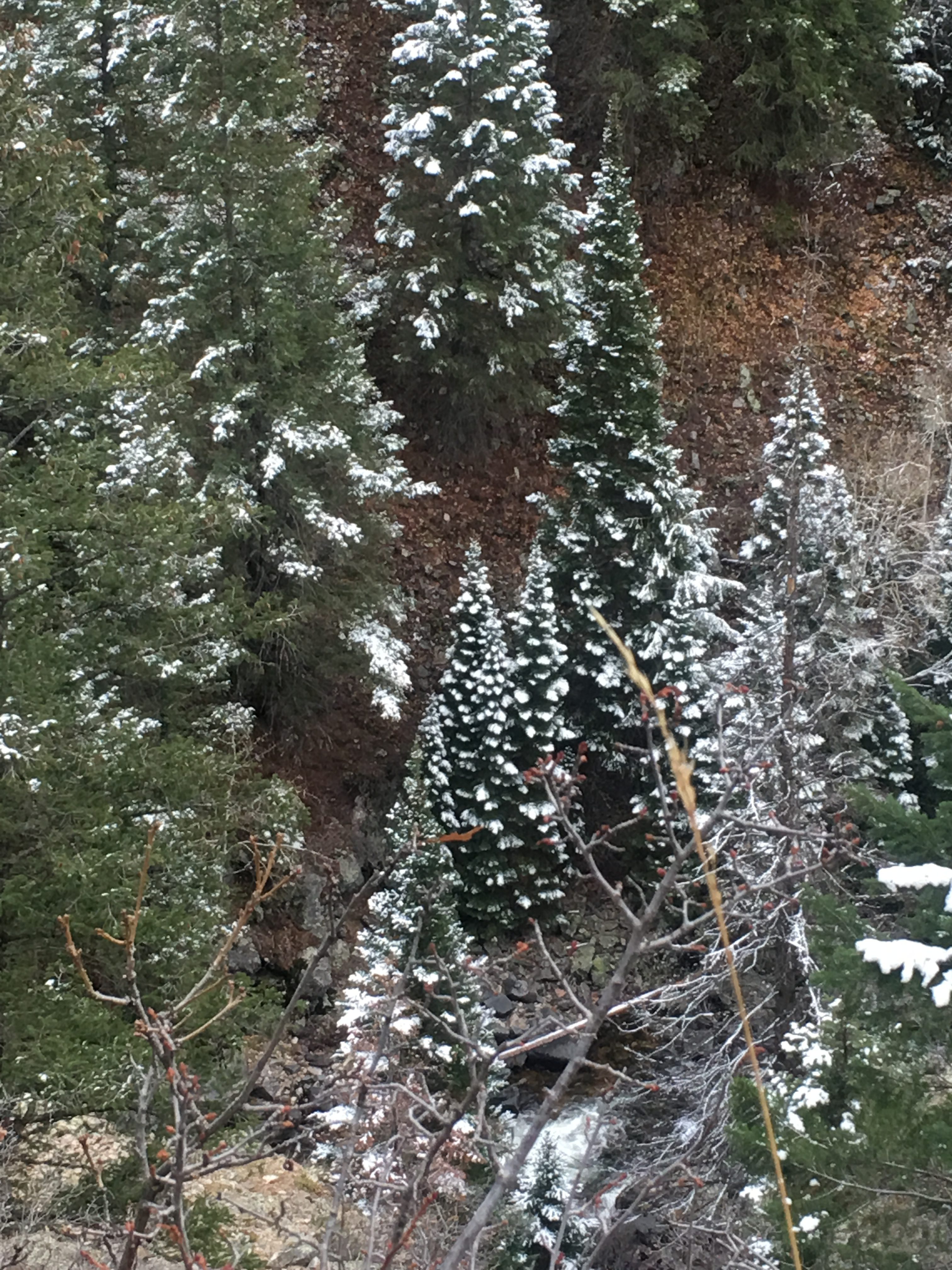 Evergreen with snow.