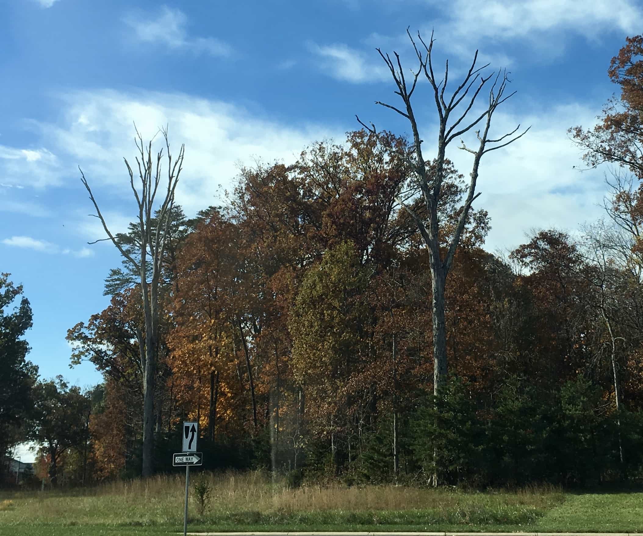 Dangerous dead trees increase the cost of tree removal.