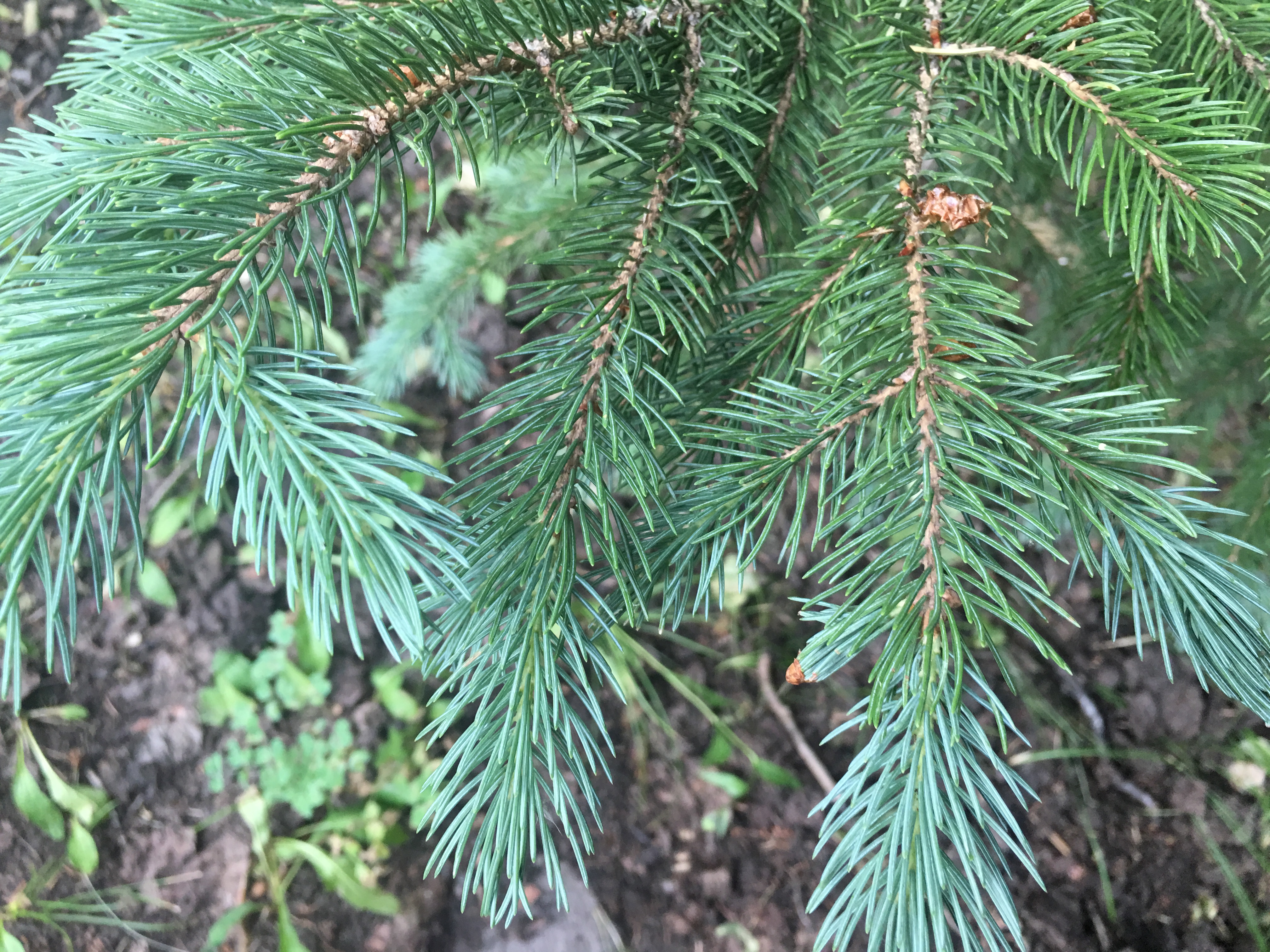 phylum coniferophyta