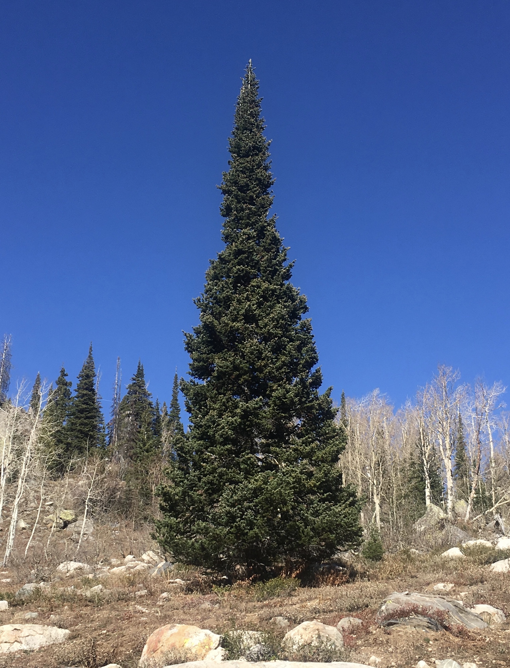 Mature conifer