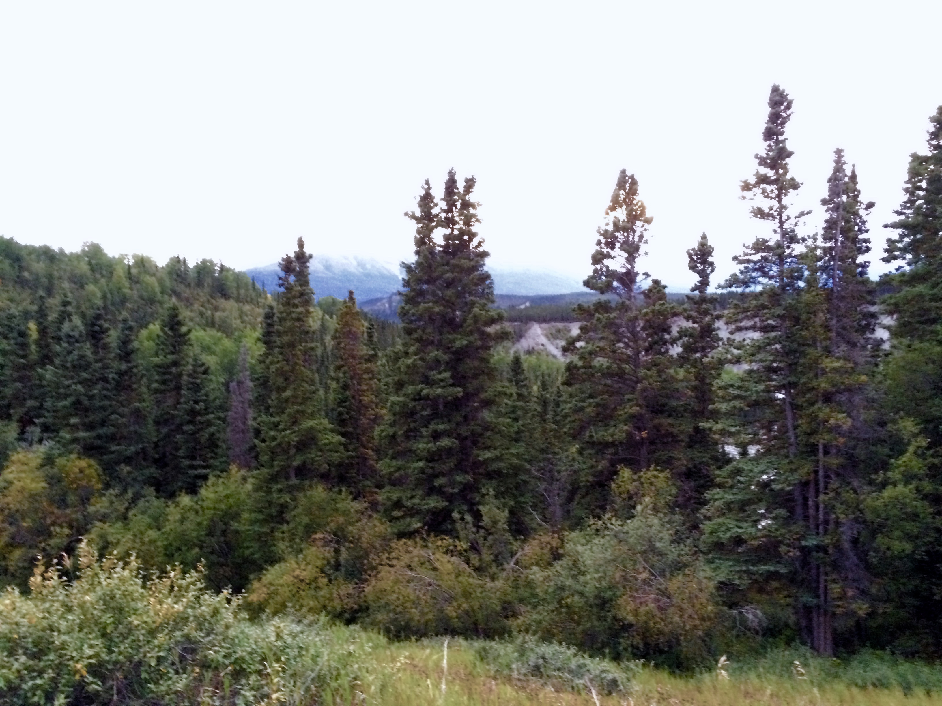 Conifers in Alaska