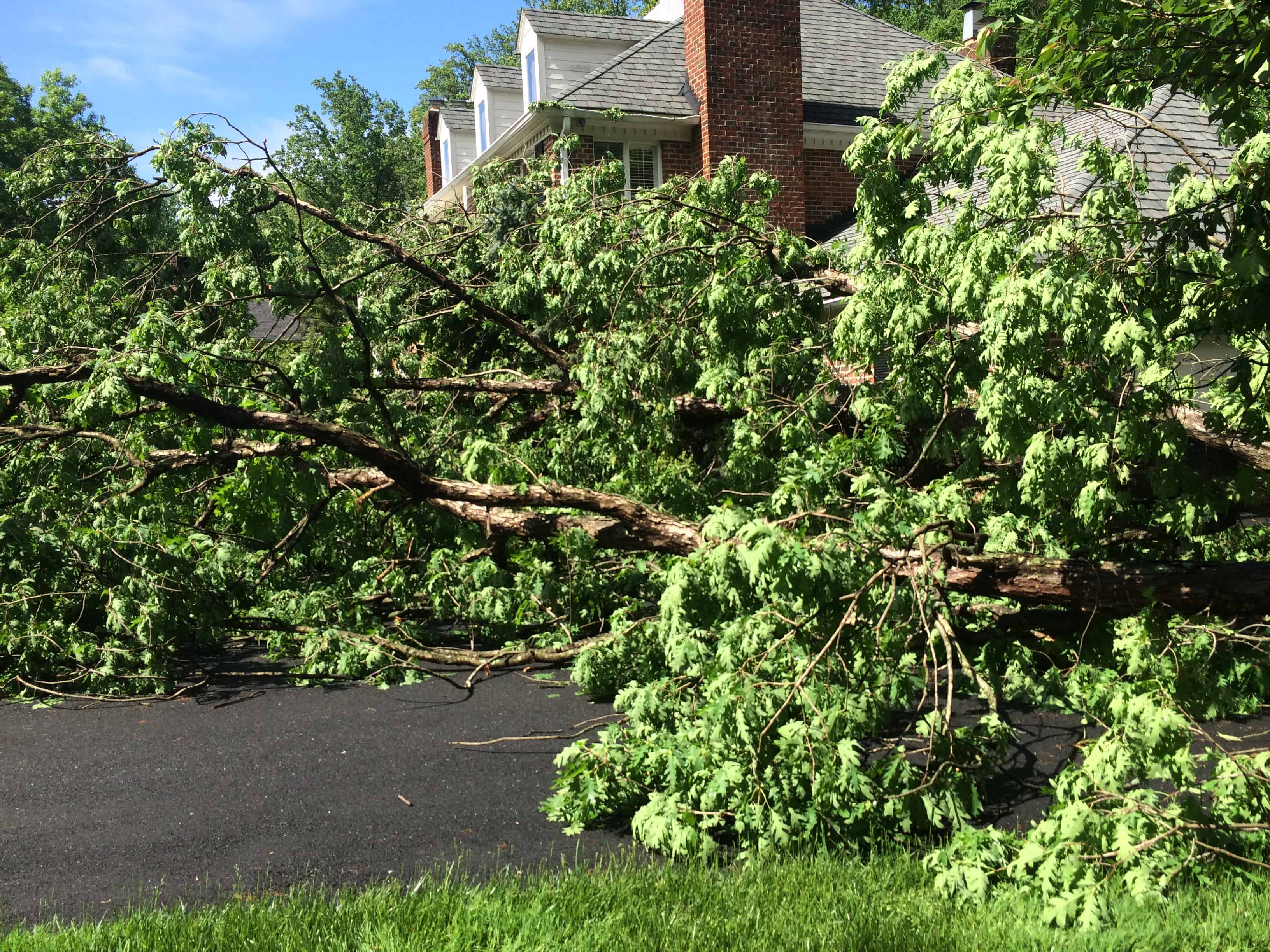 Storm damage due to fallen tree.