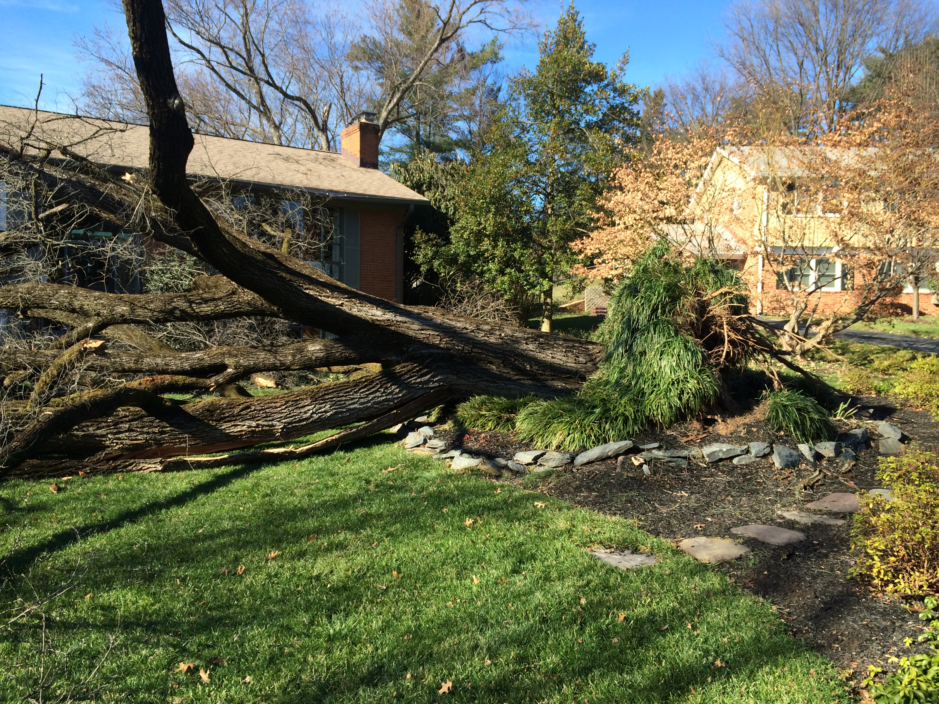 High wind damage to a tree. This tree will require removal and removal of the stump.