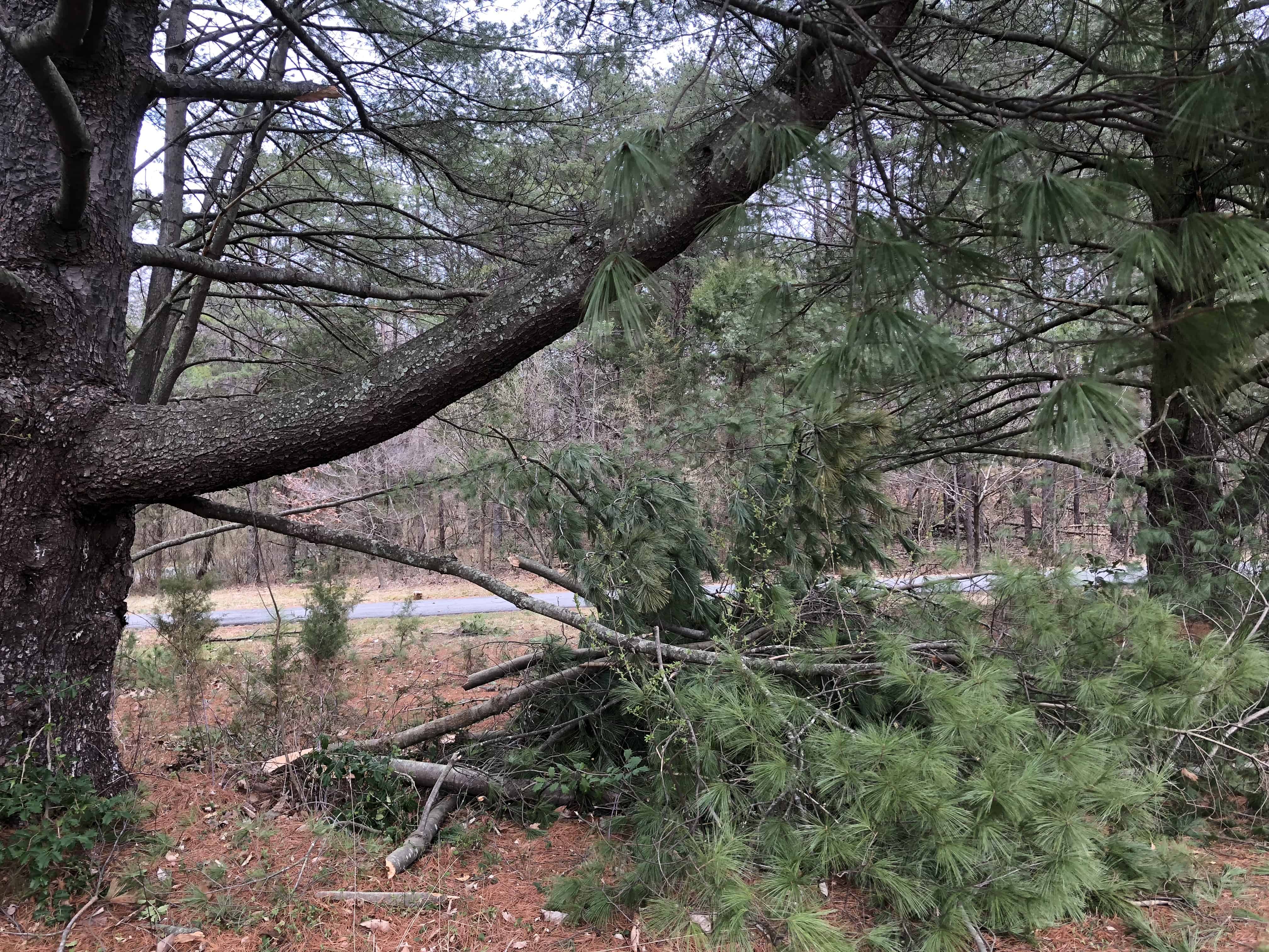 Storm damage from high winds