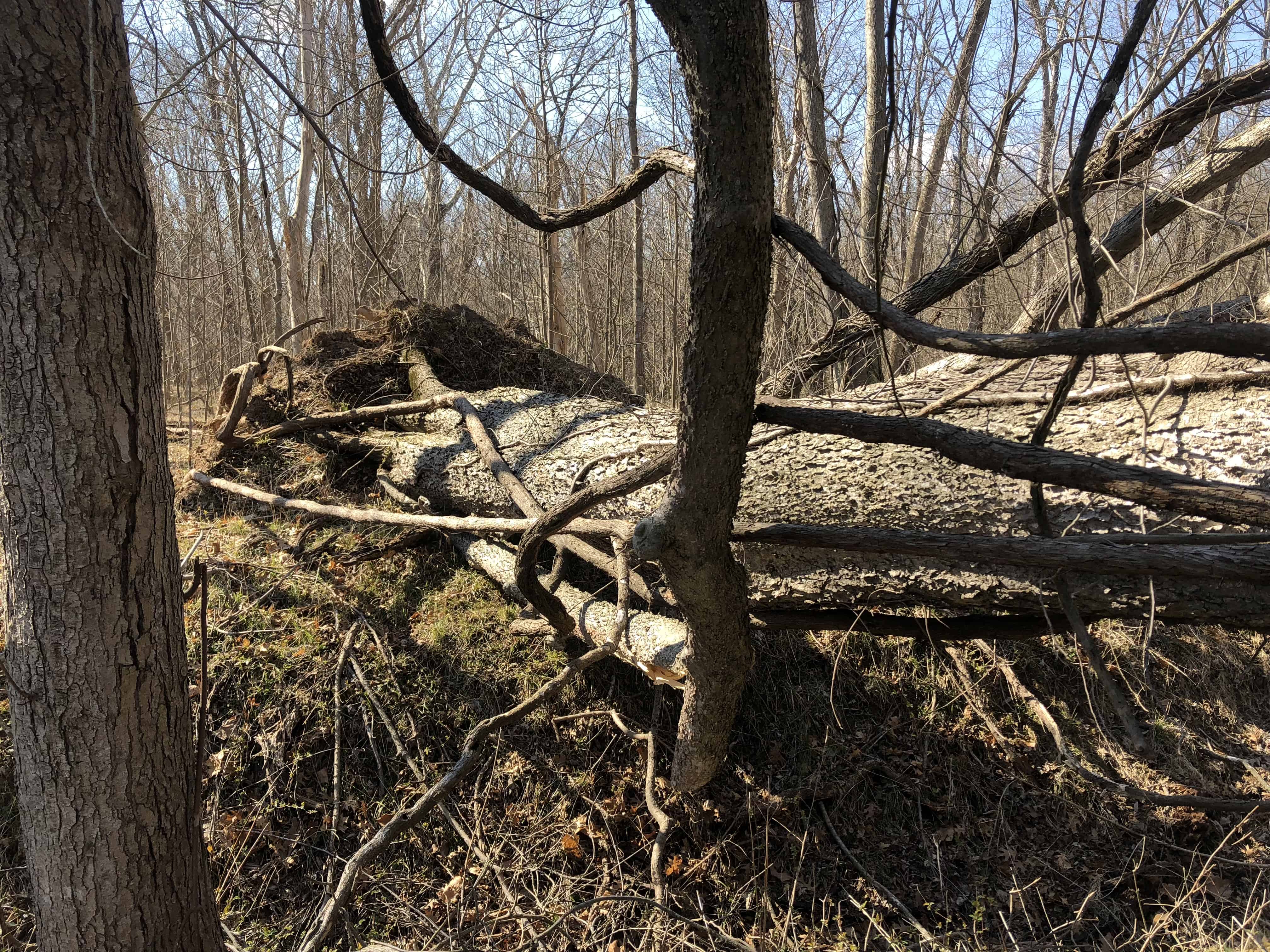 Large tree down