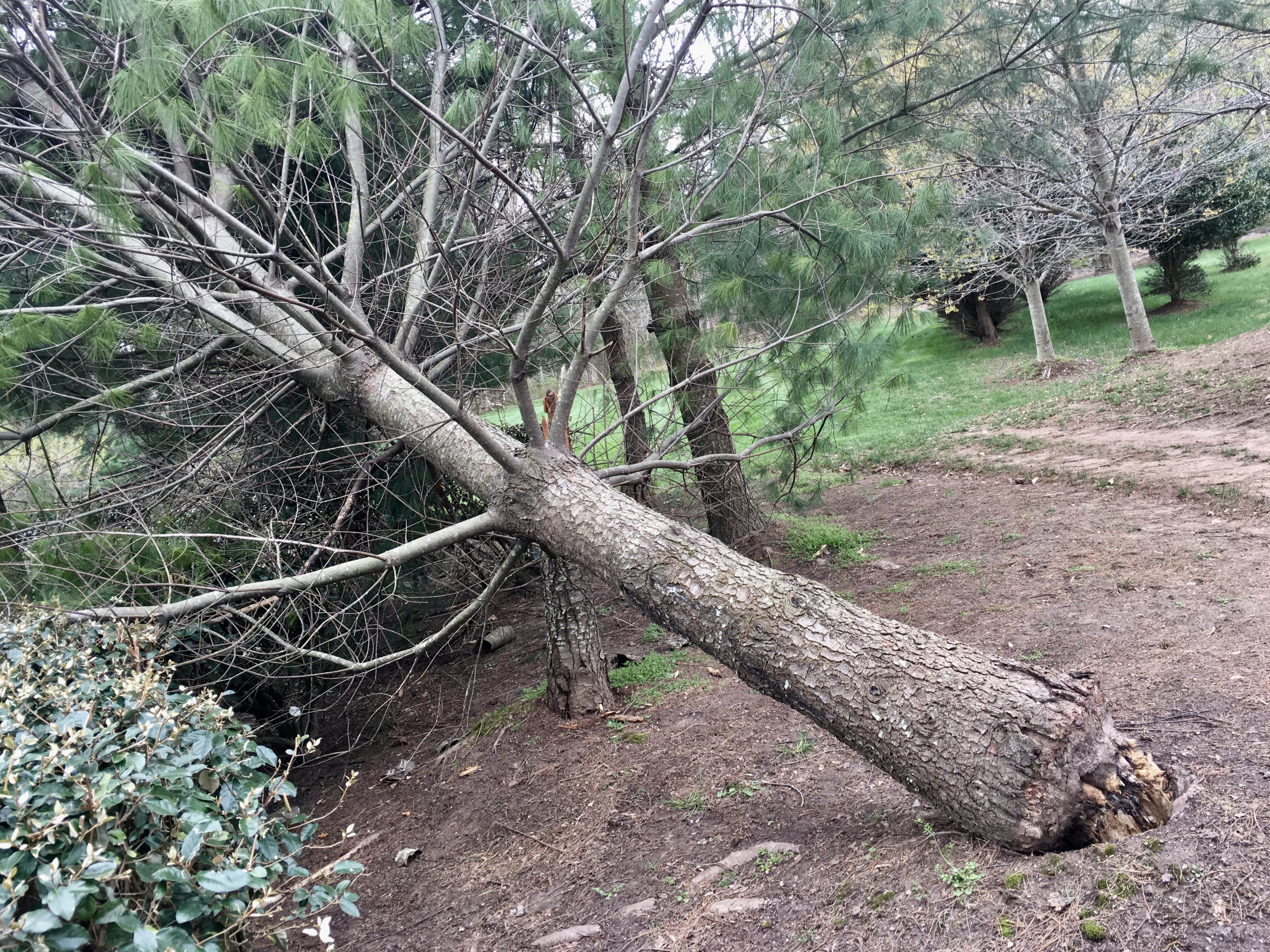 Pine tree with minimal root system blown over by strong winds