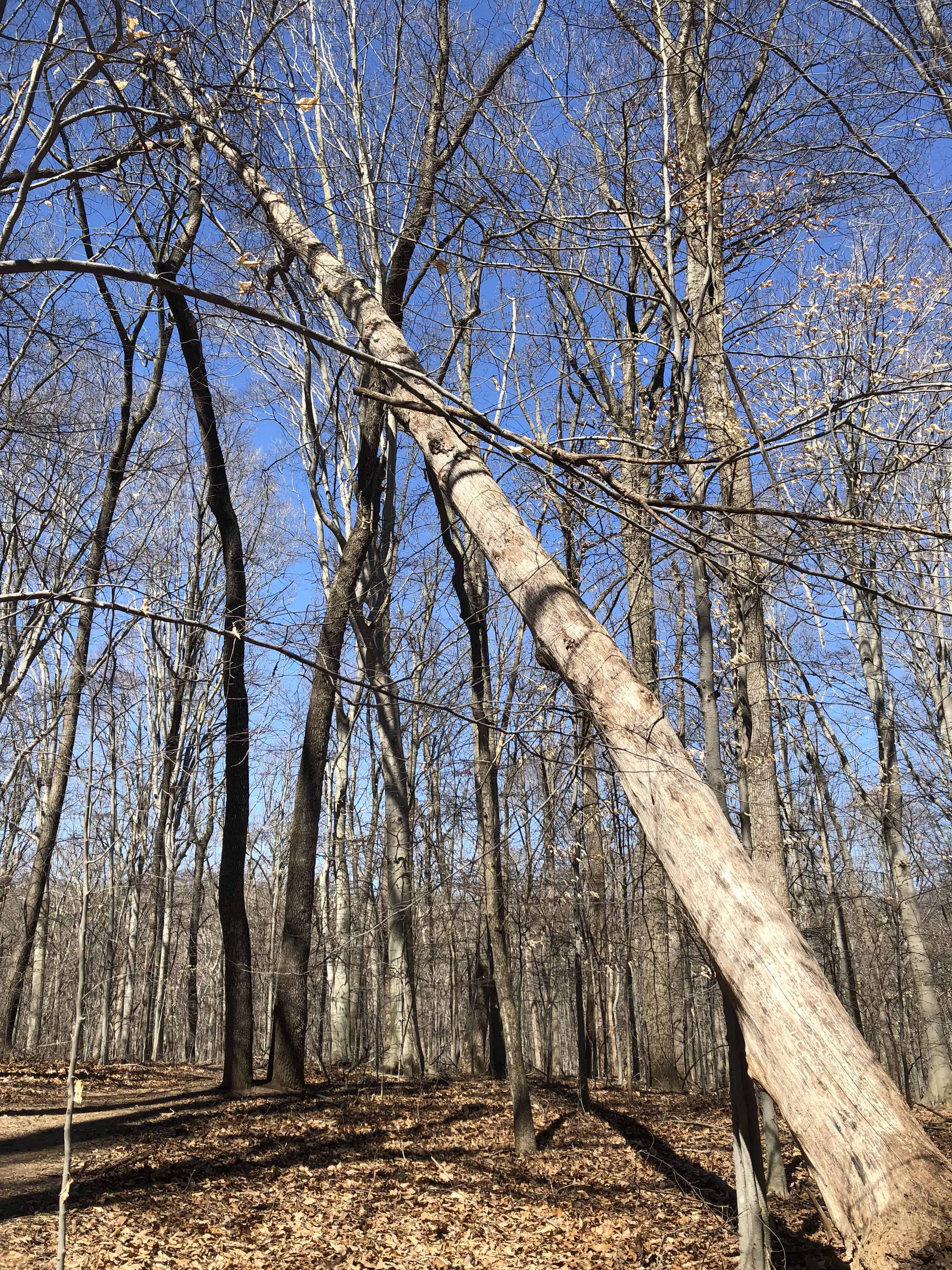 Leaning tree that needs to be removed.