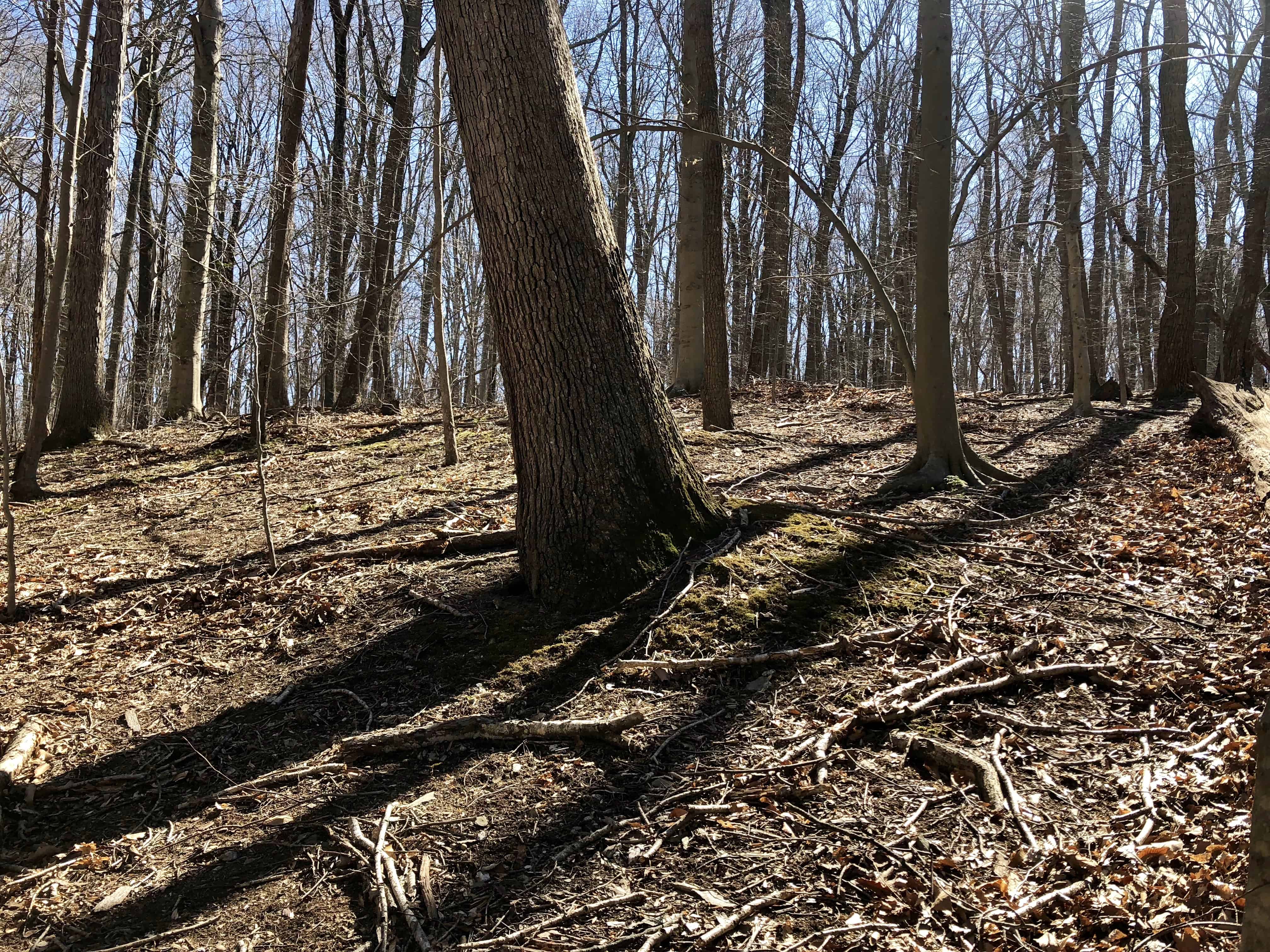 Leaning tree with compromised roots.