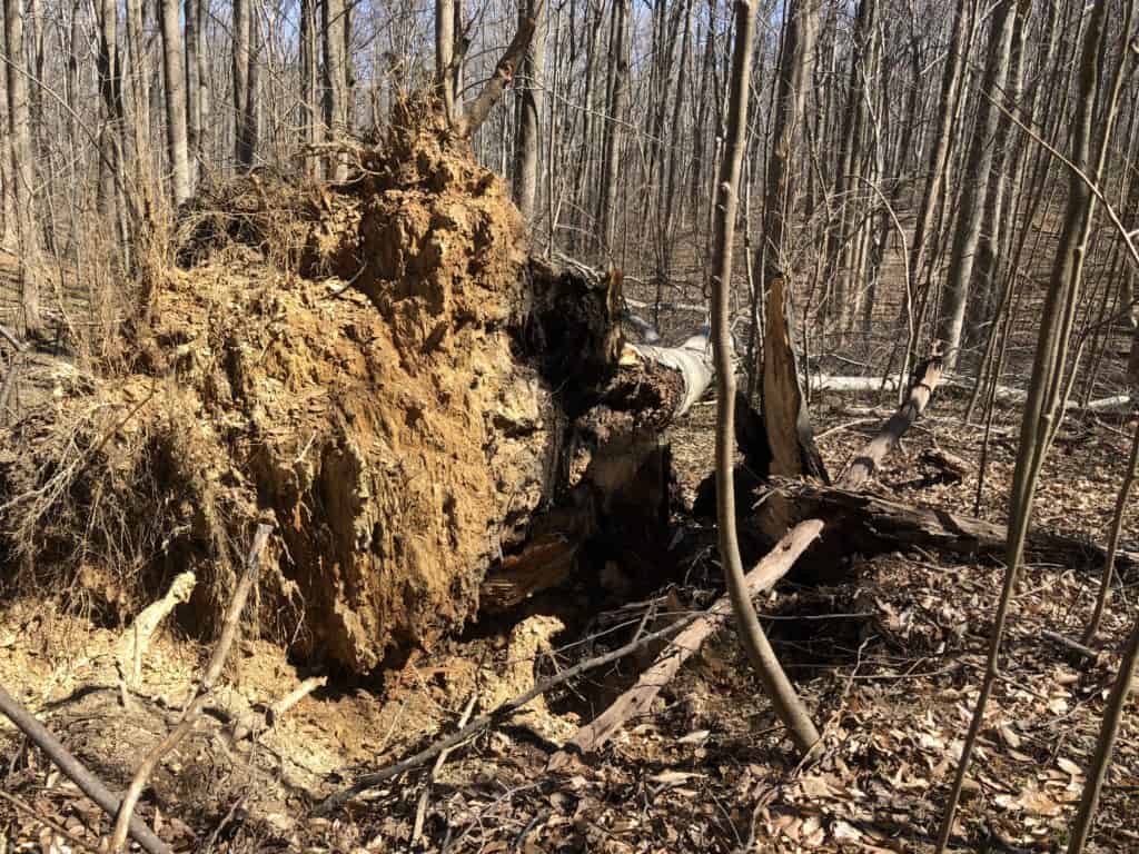 Uprooted stump.