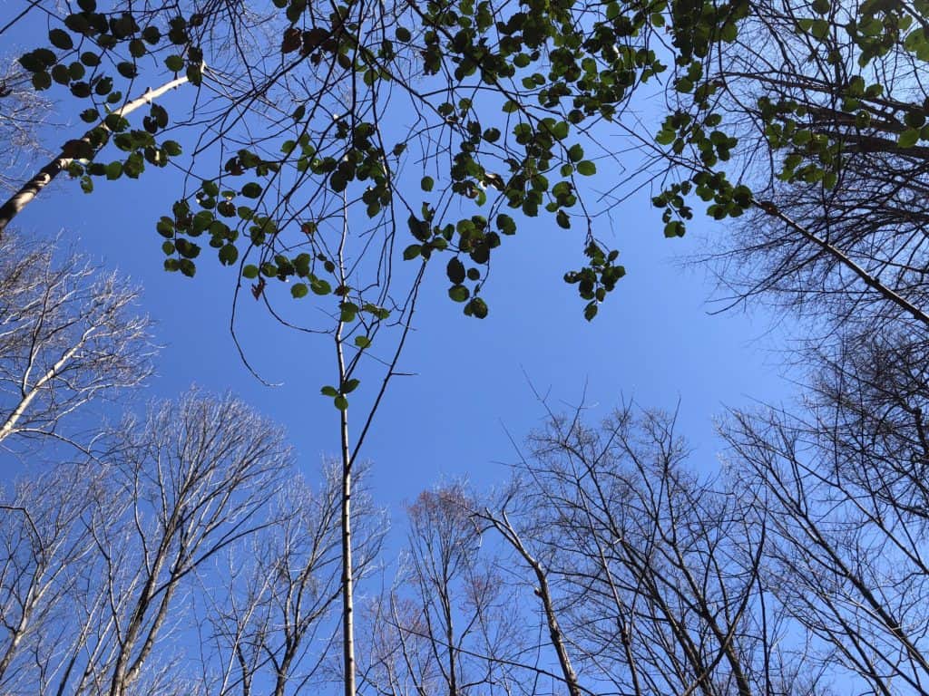 Hole in canopy.