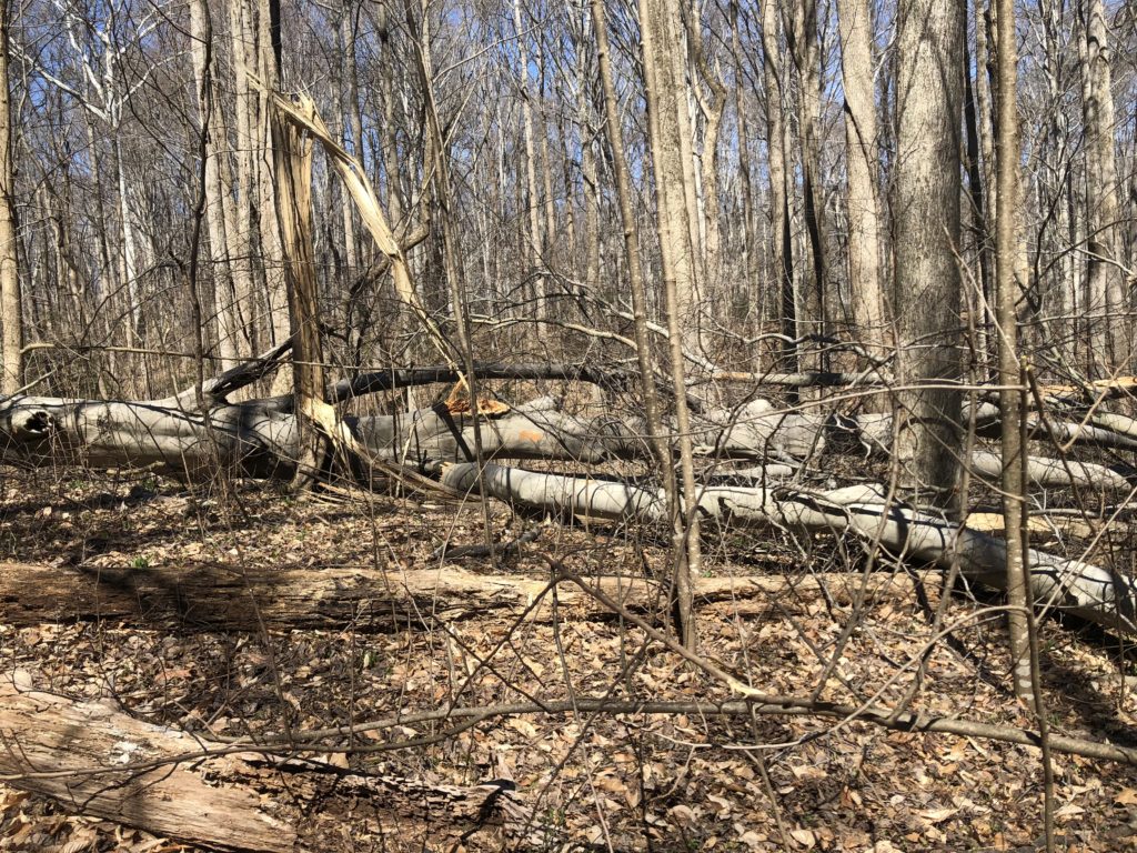 Fallen tree middle.