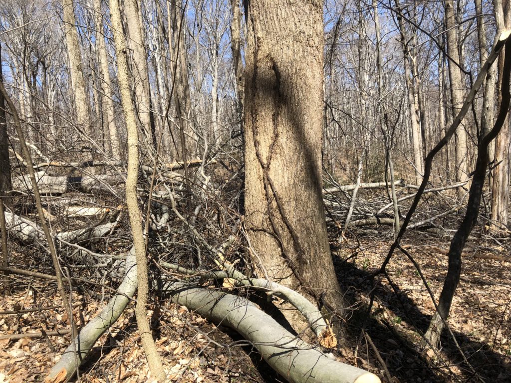 fallen canopy