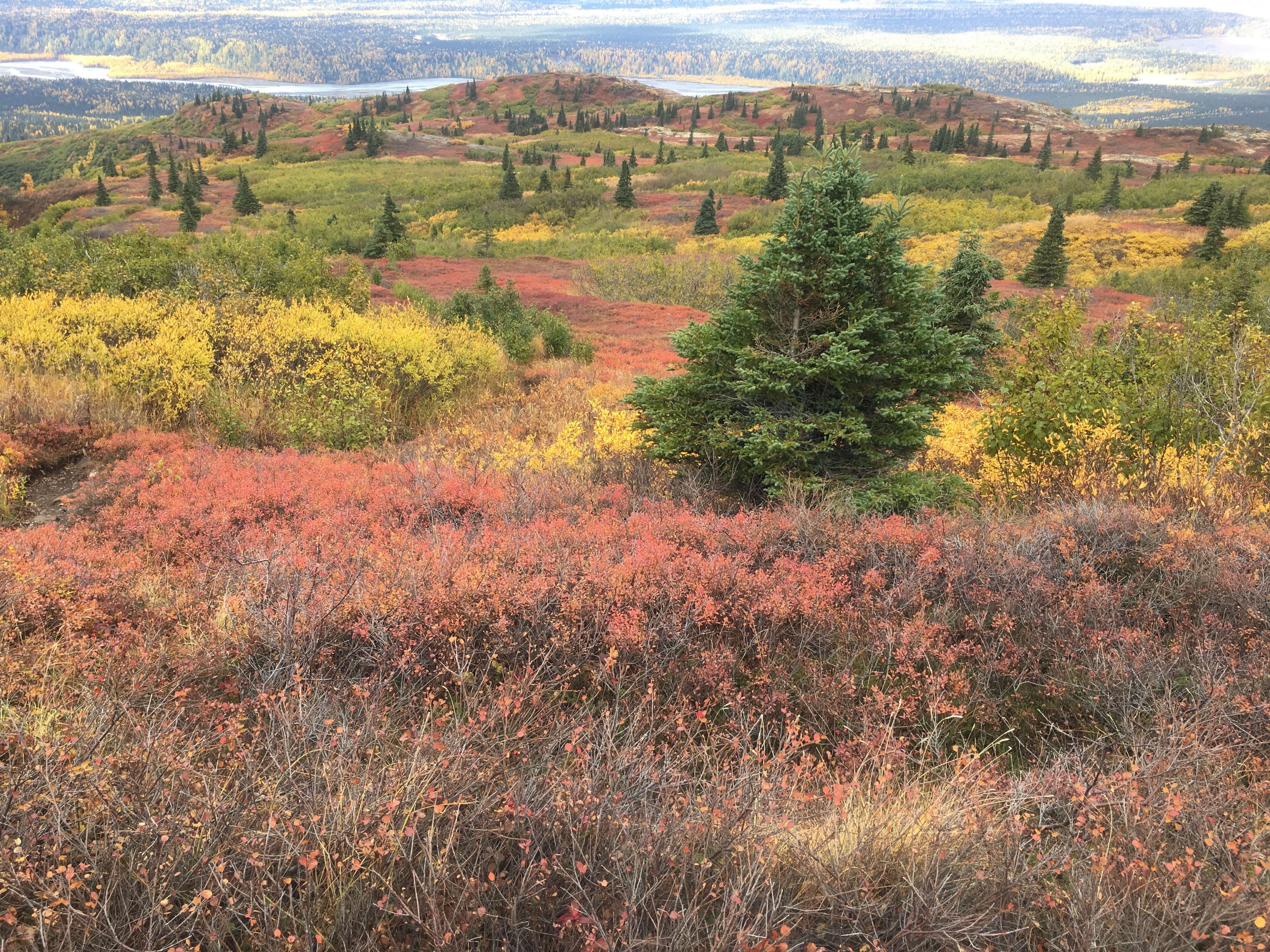 Even the low foliage turns a variety of colors on Kesugi Ridge