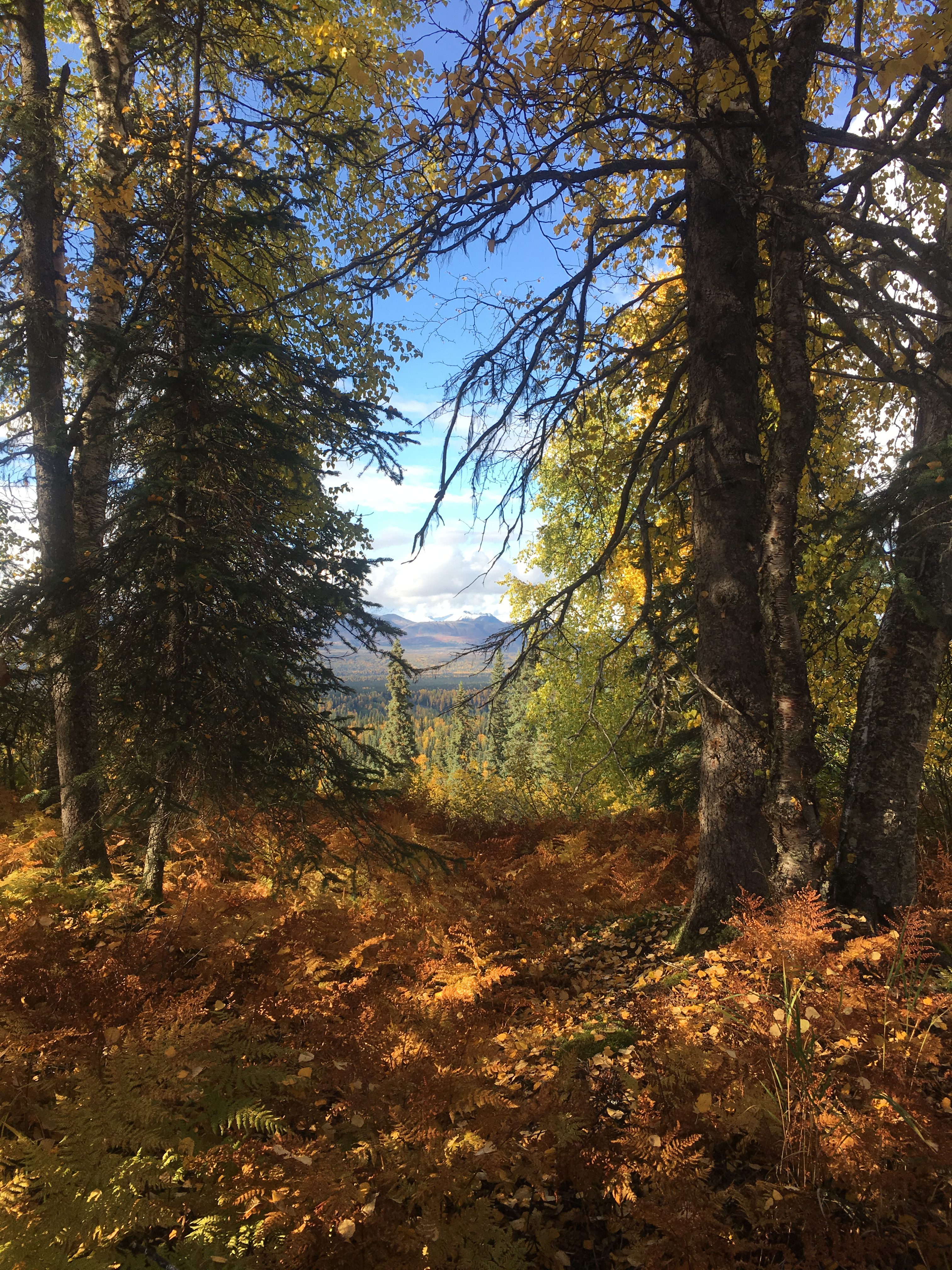 Hiking Kesugi Ridge - going through the wooded area.