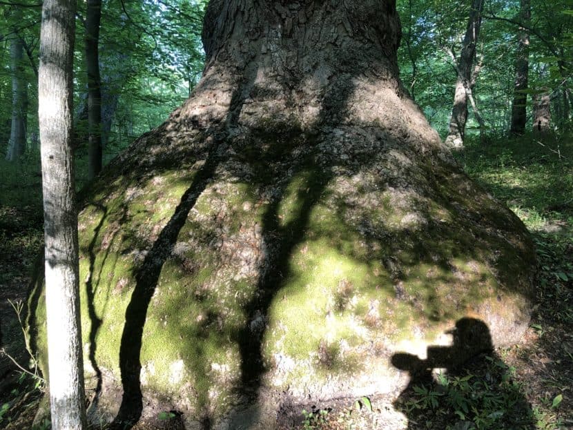 Large tree trunk