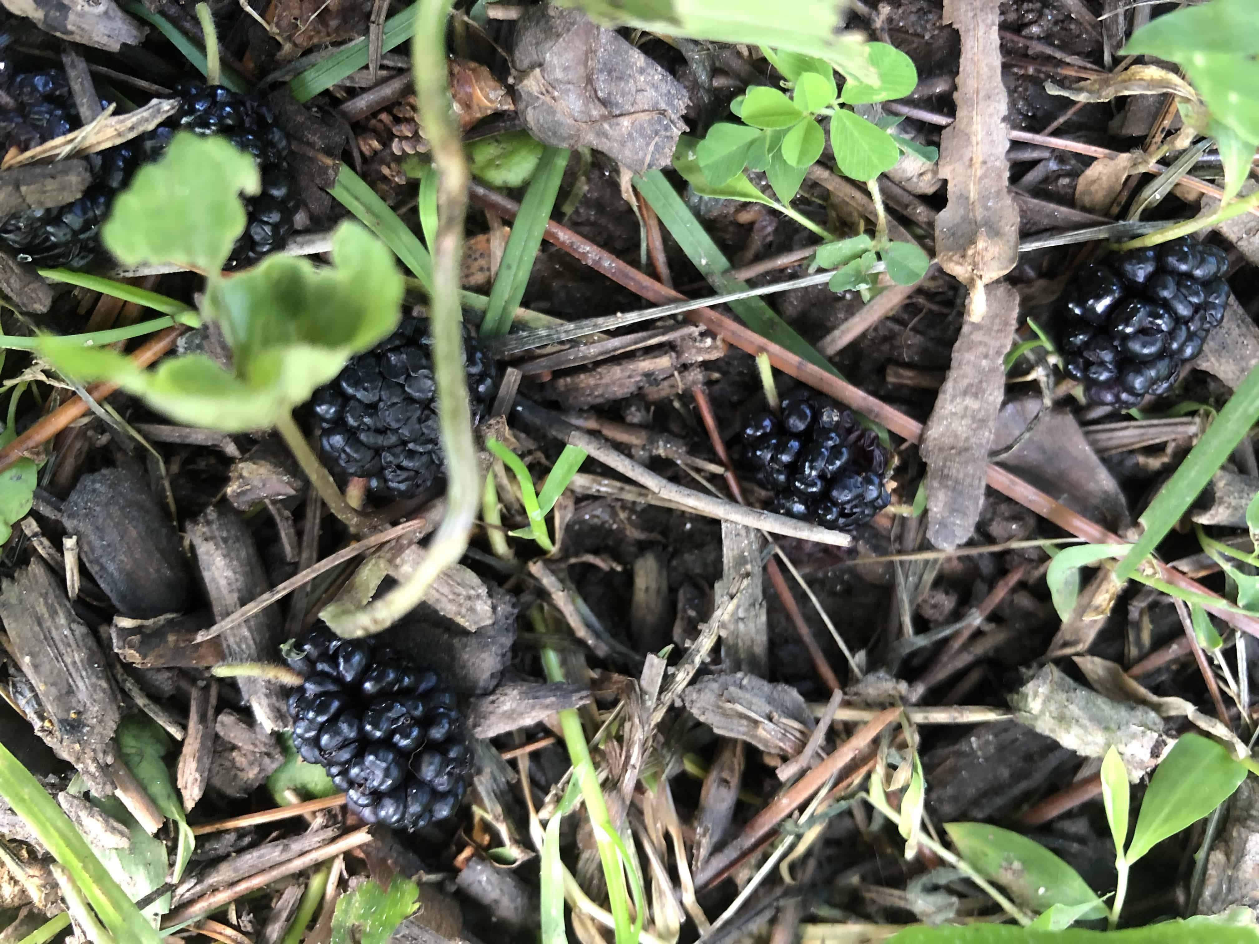 Fallen mulberries