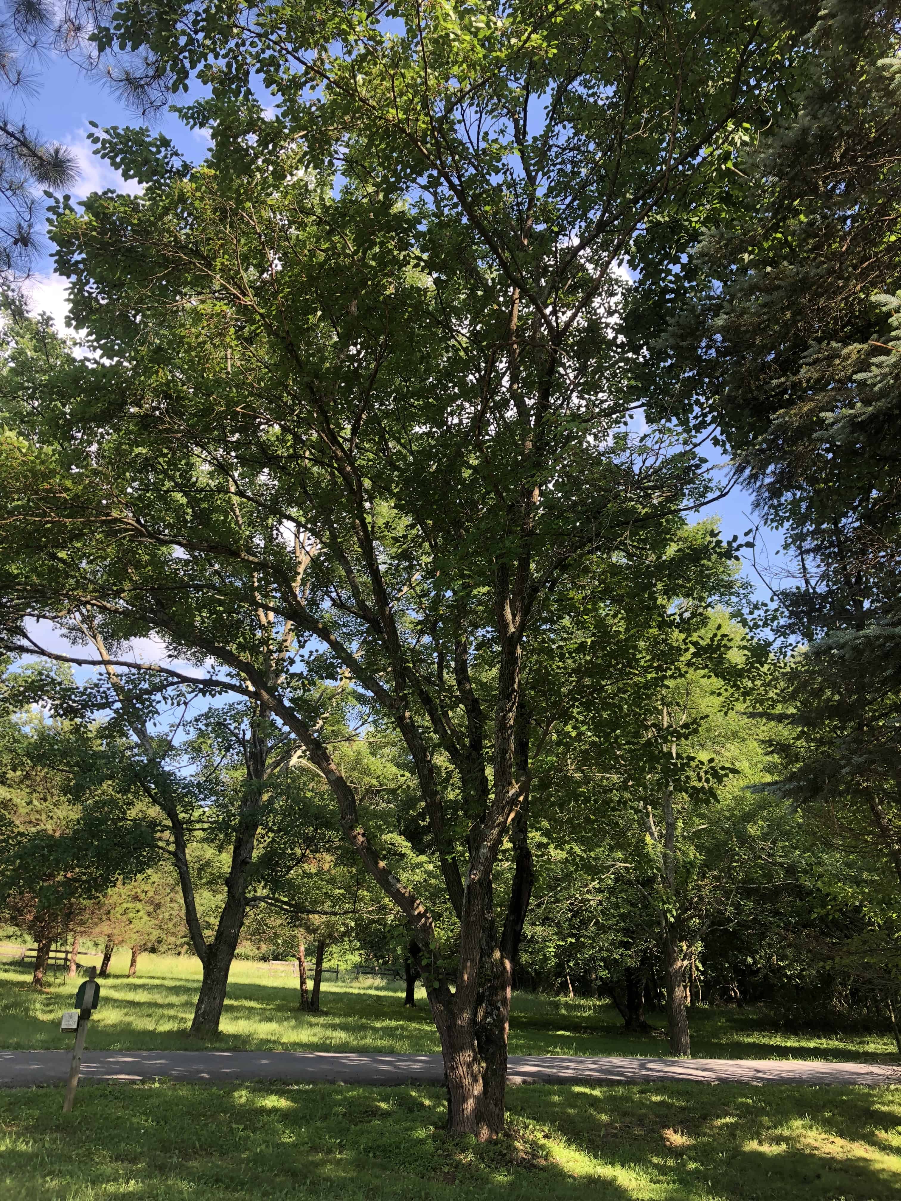 Mature mulberry tree