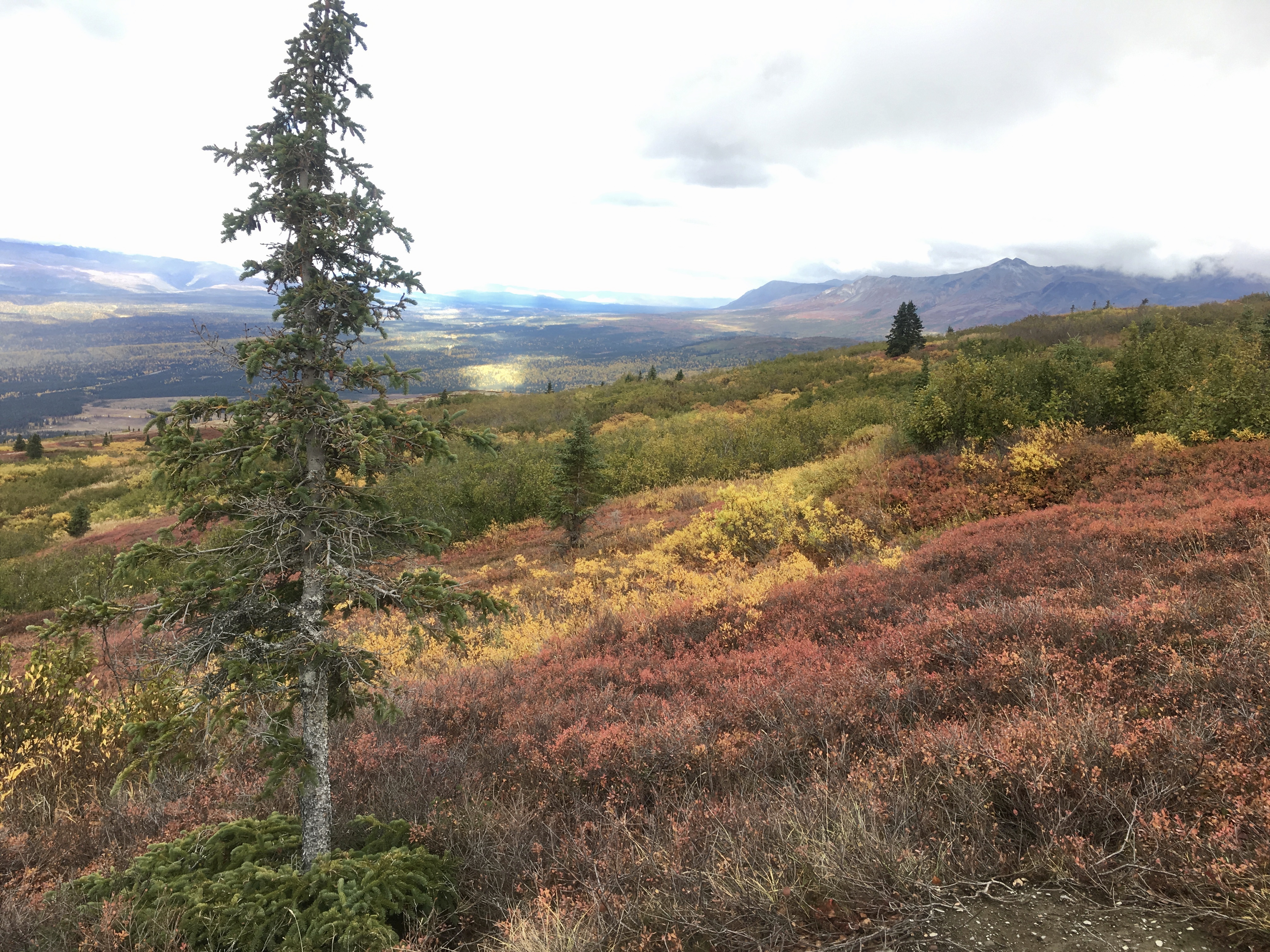 Even the low foliage turns a variety of colors on Kesugi Ridge