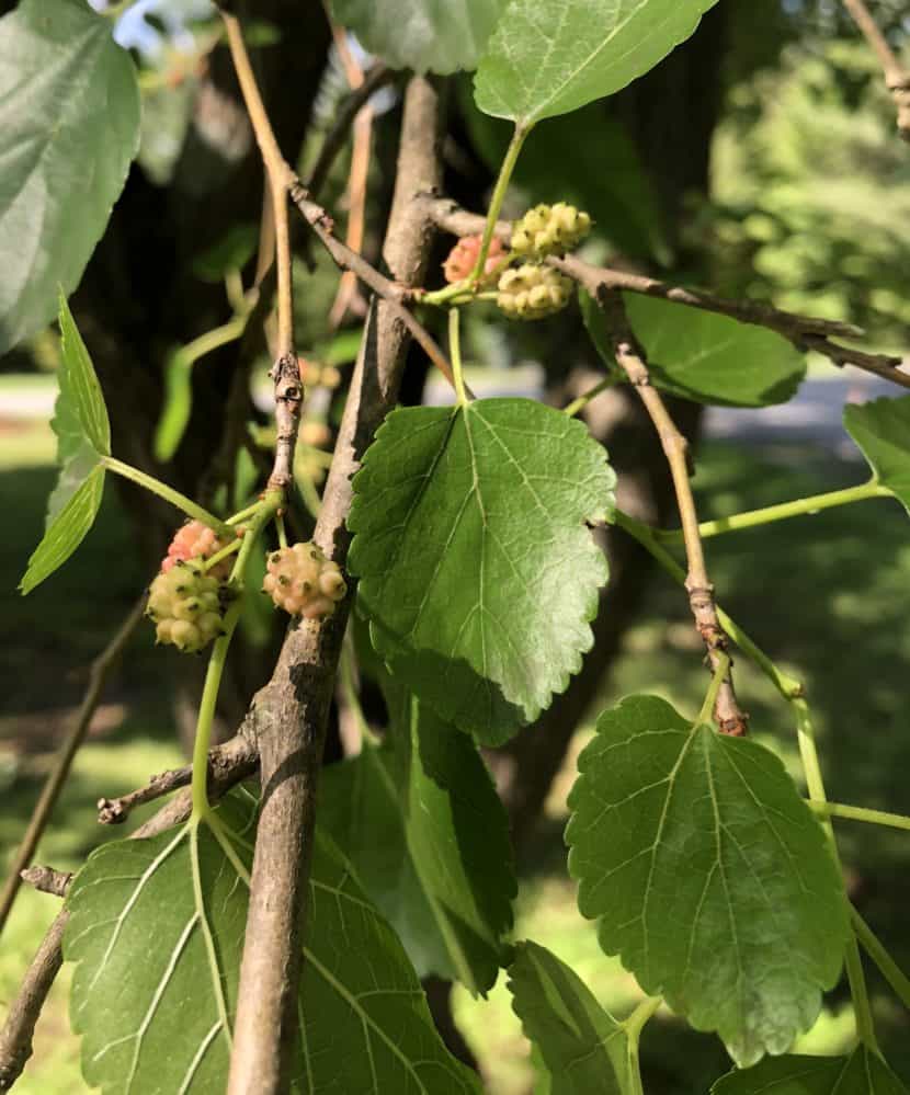 Mulberry leaves and berries