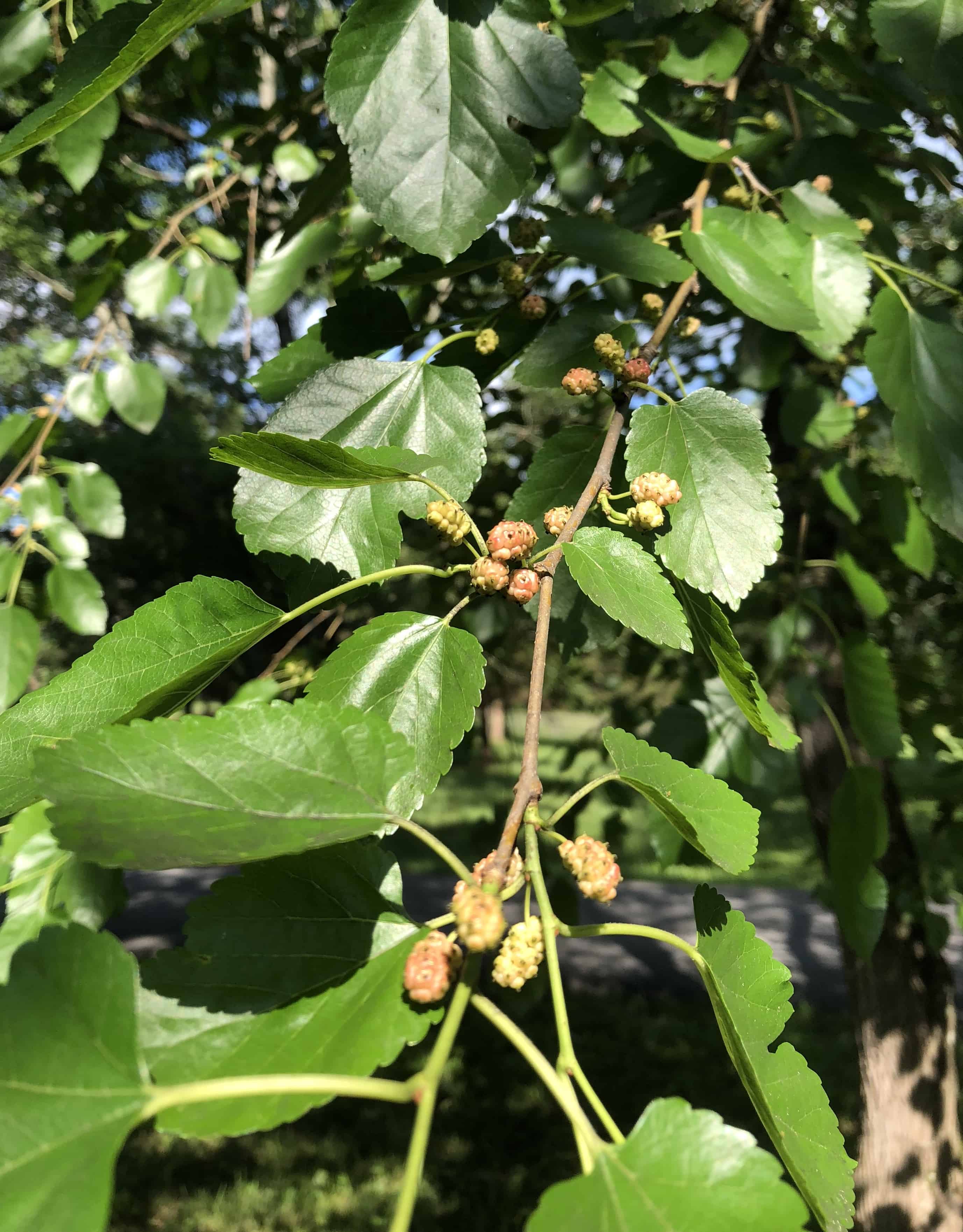 Fallen mulberries