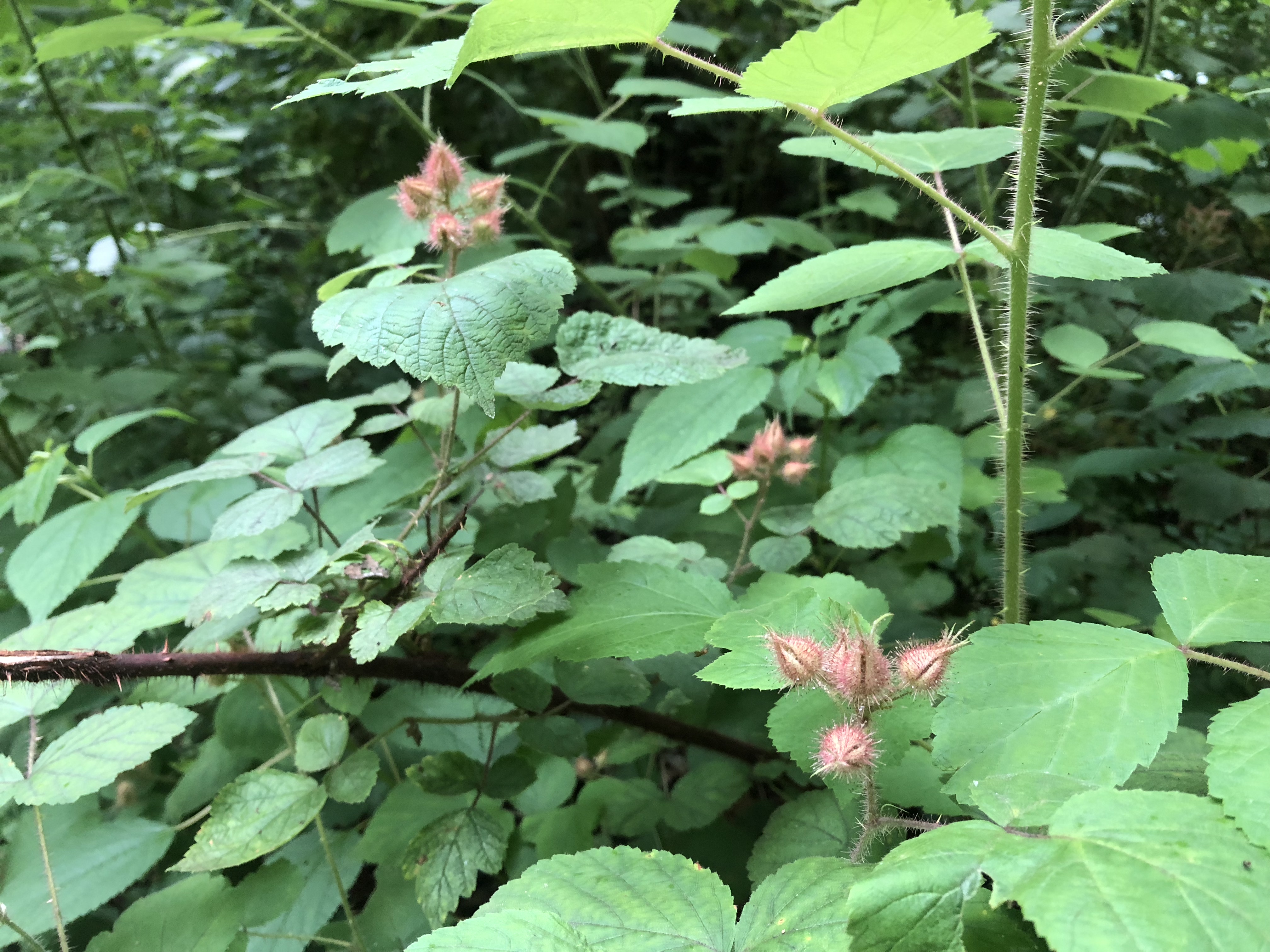 Rasberries before the berry comes out.