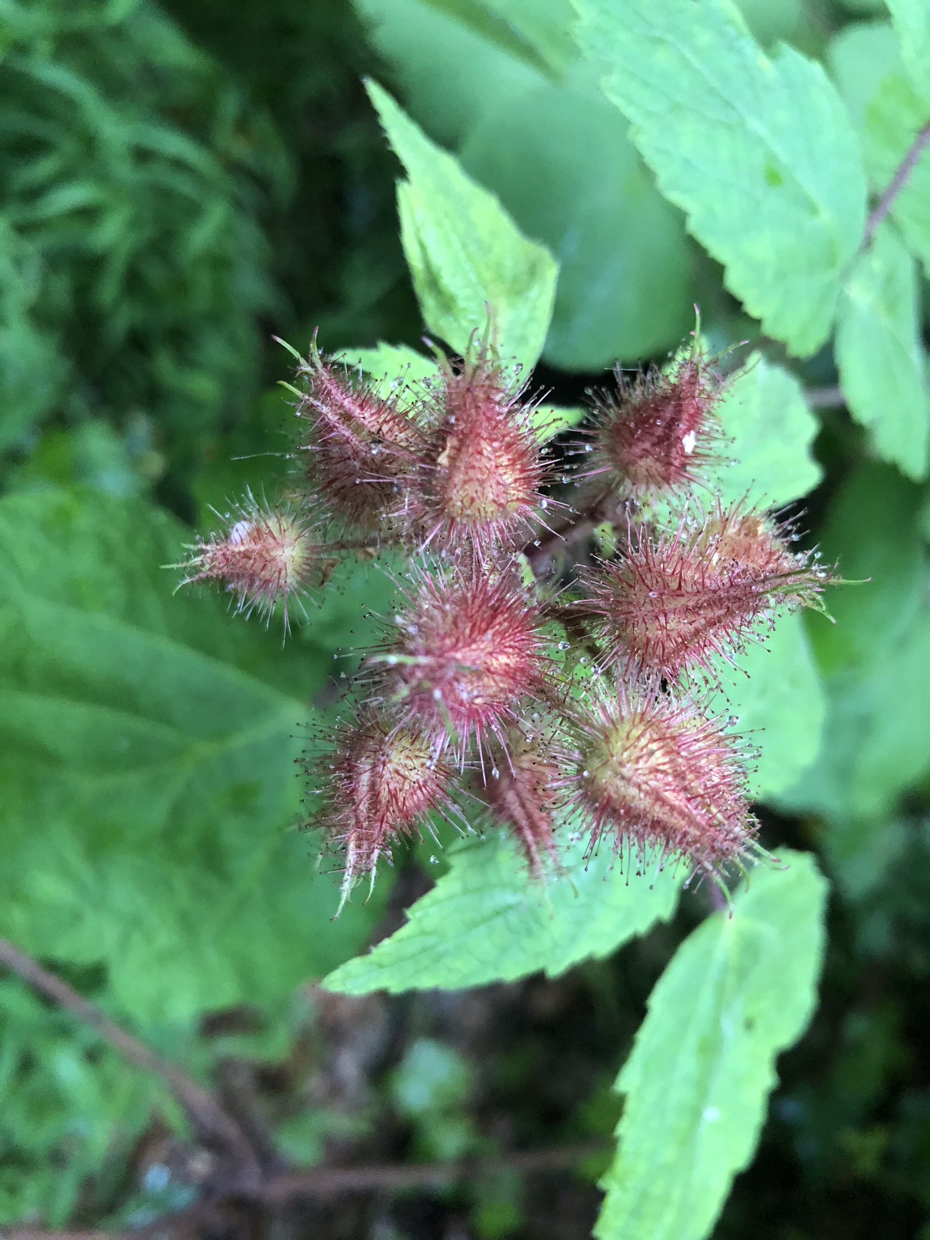 Rasberries before the berry comes out.