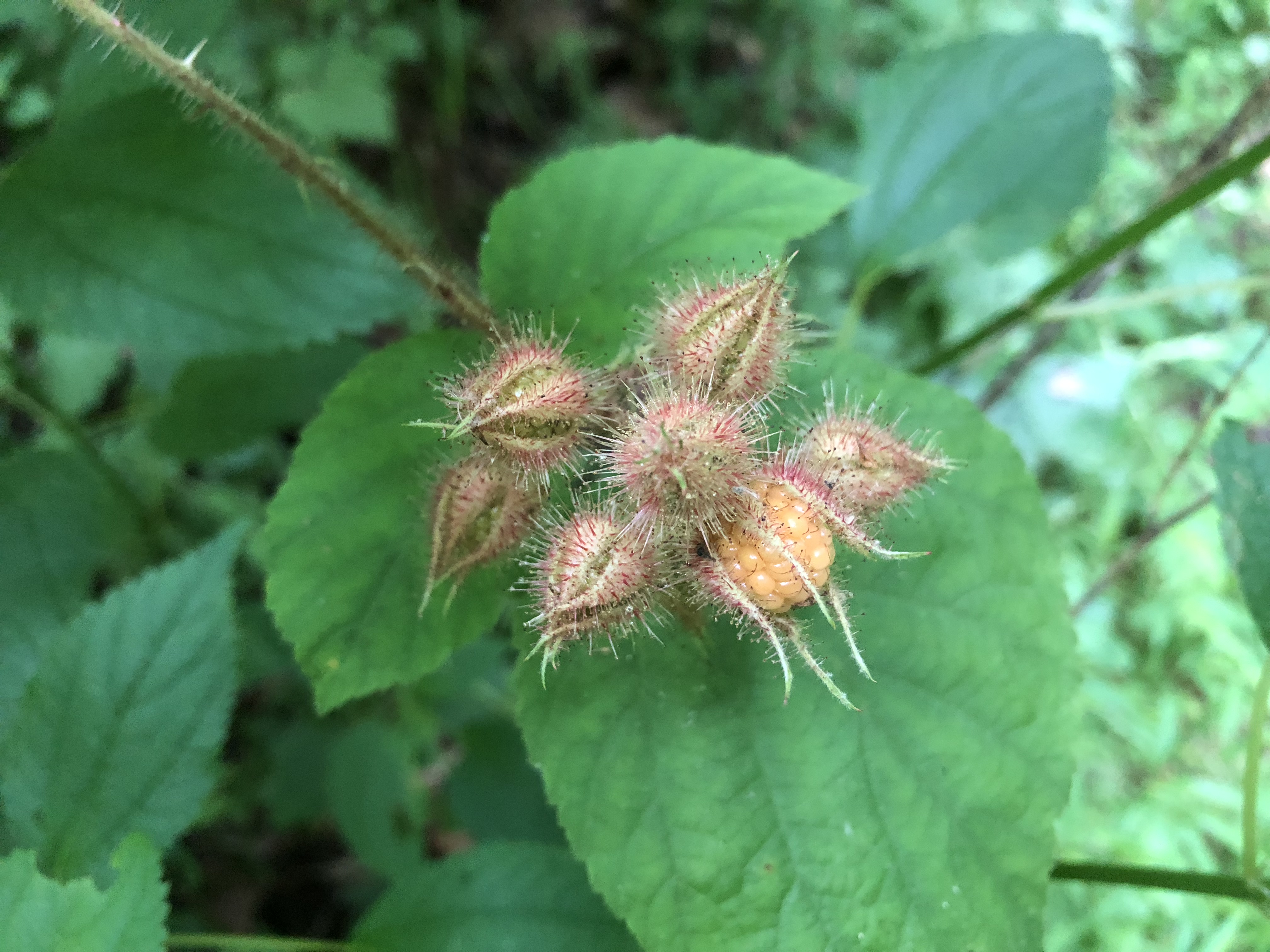 Raspberries starting to ripen.