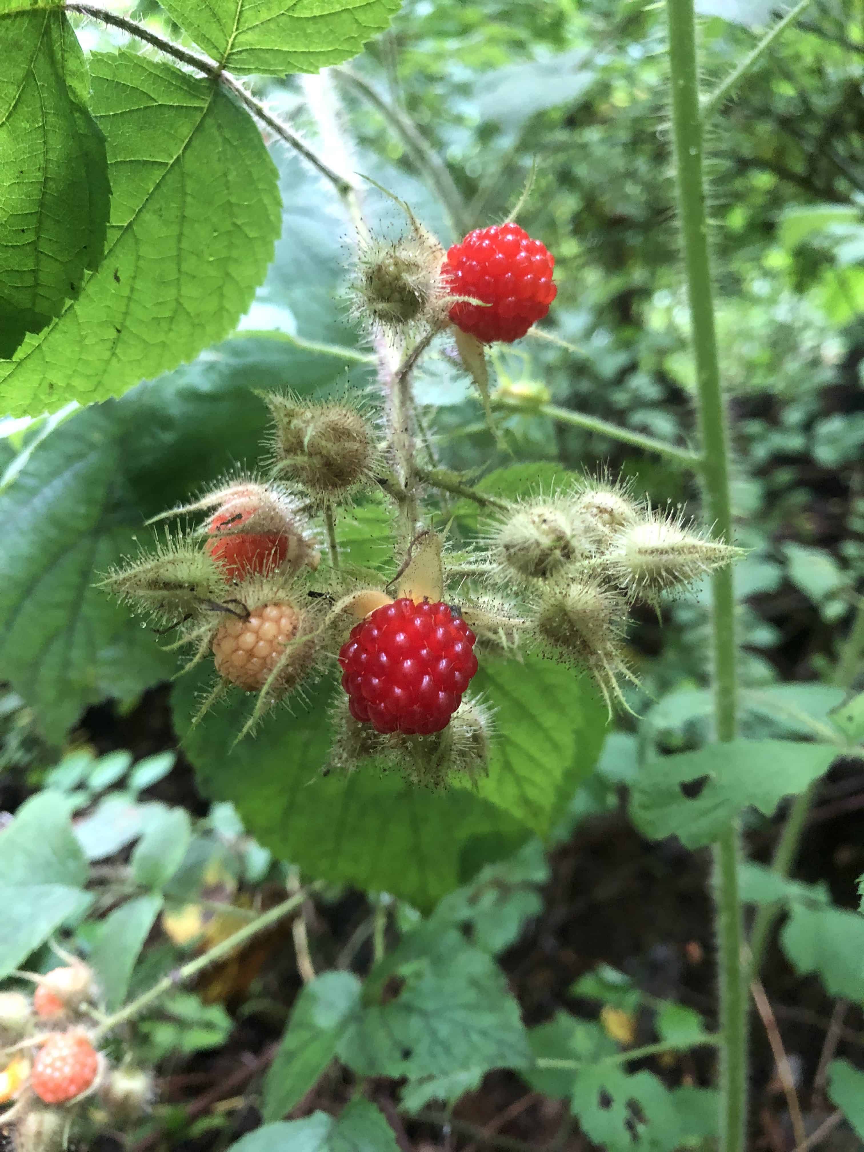 wild raspberry plant