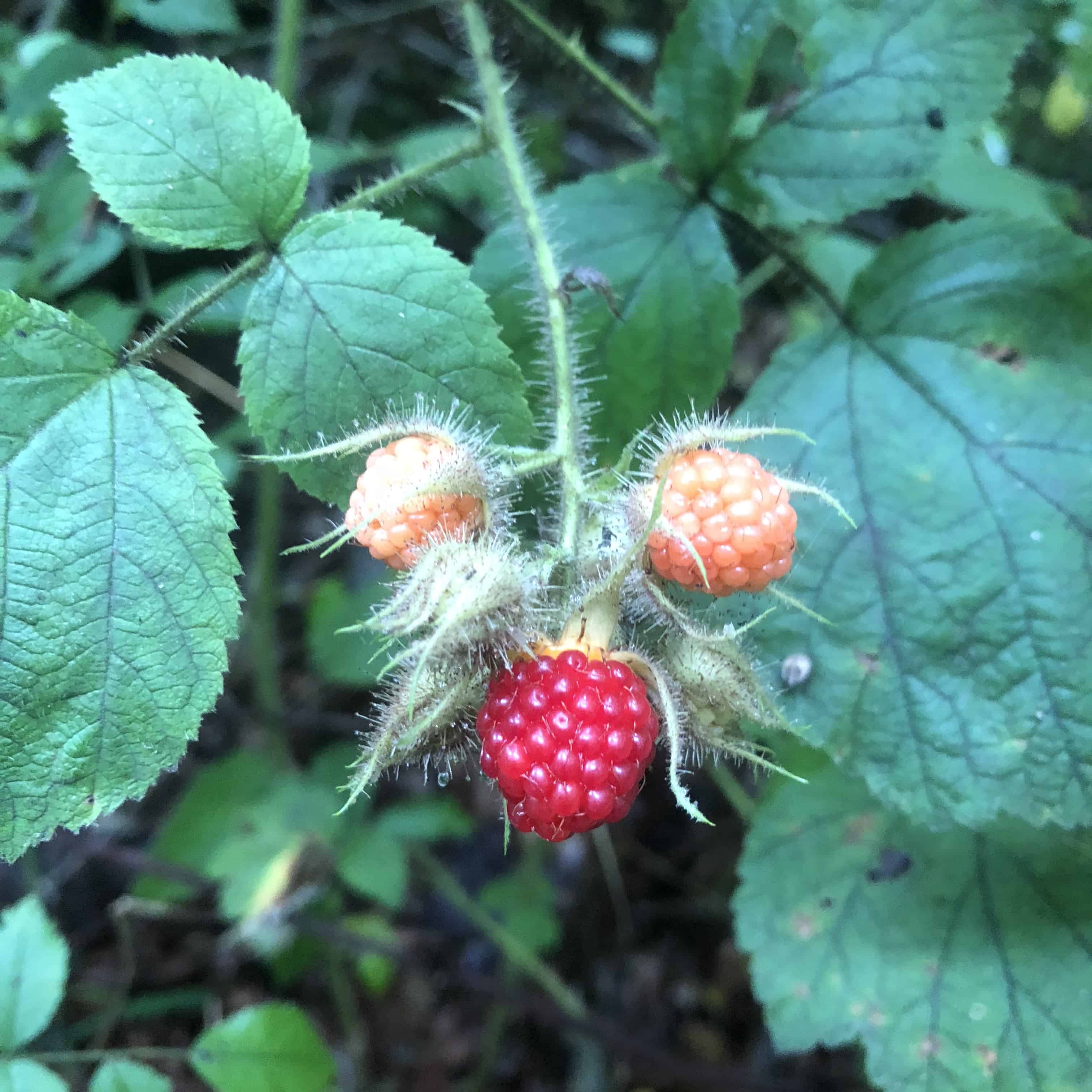 Rasberries before the berry comes out.