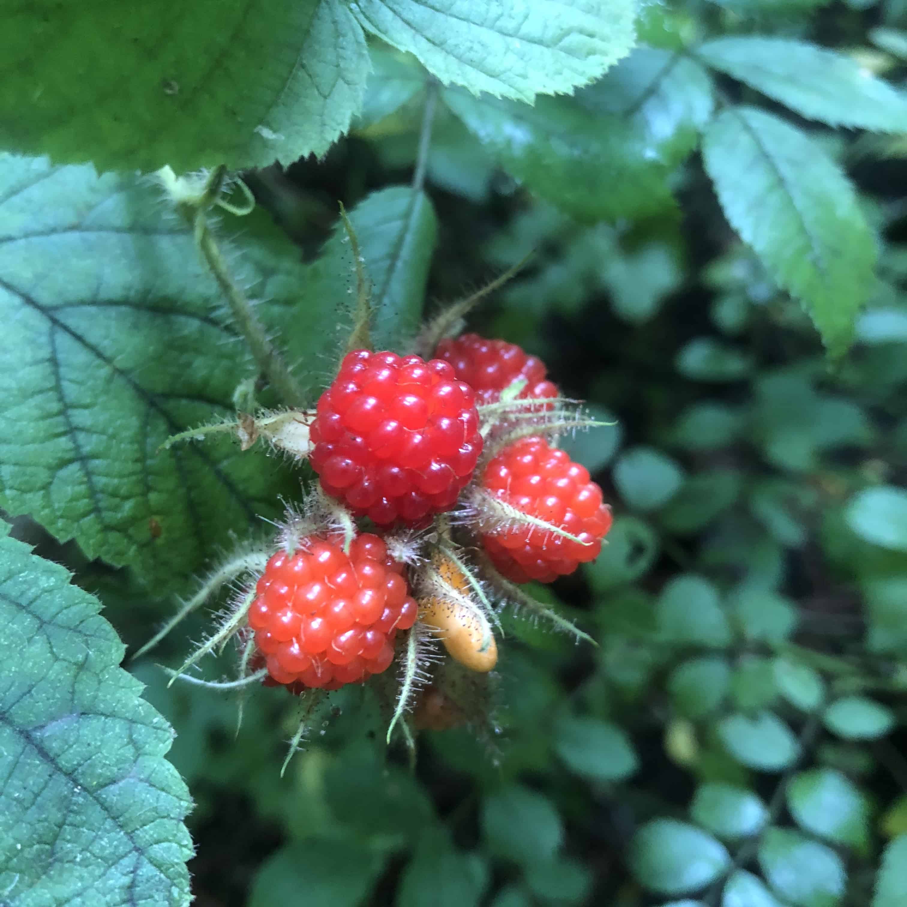 Ripe raspberries