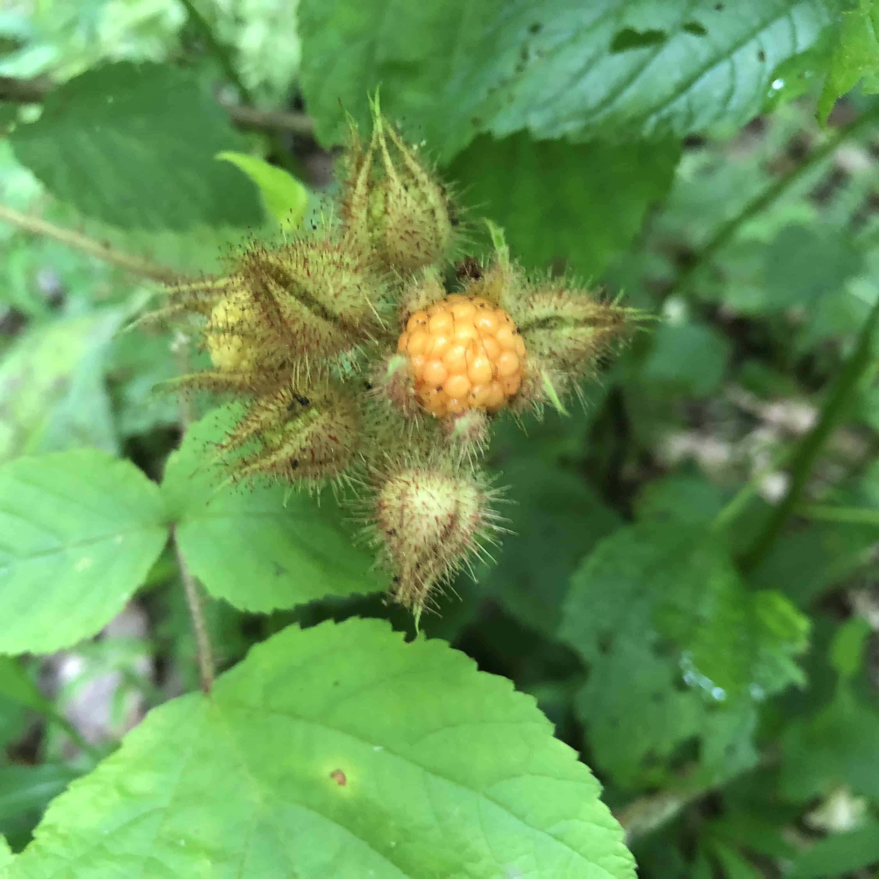 Unripe Raspberries